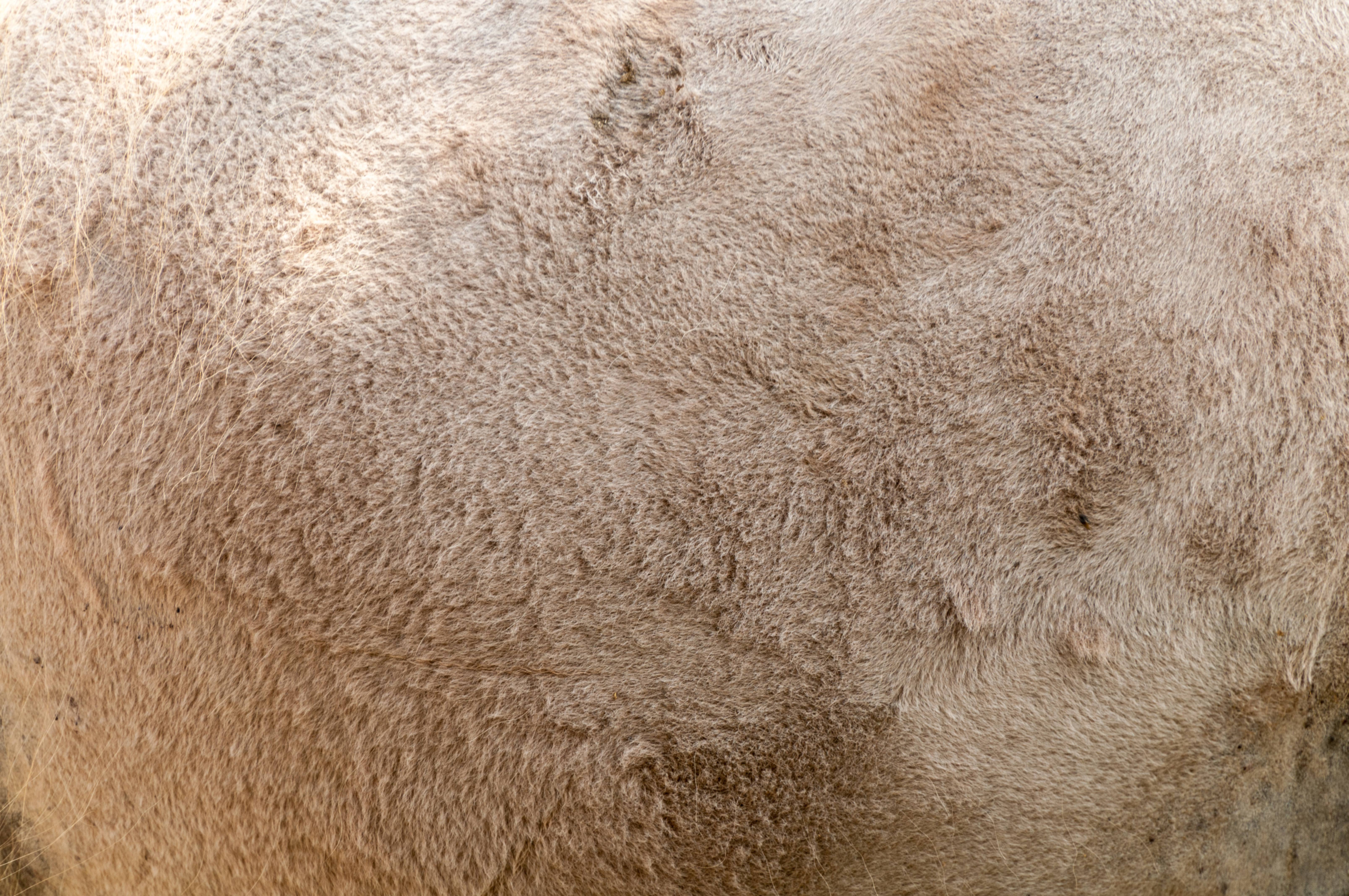Camel fur texture