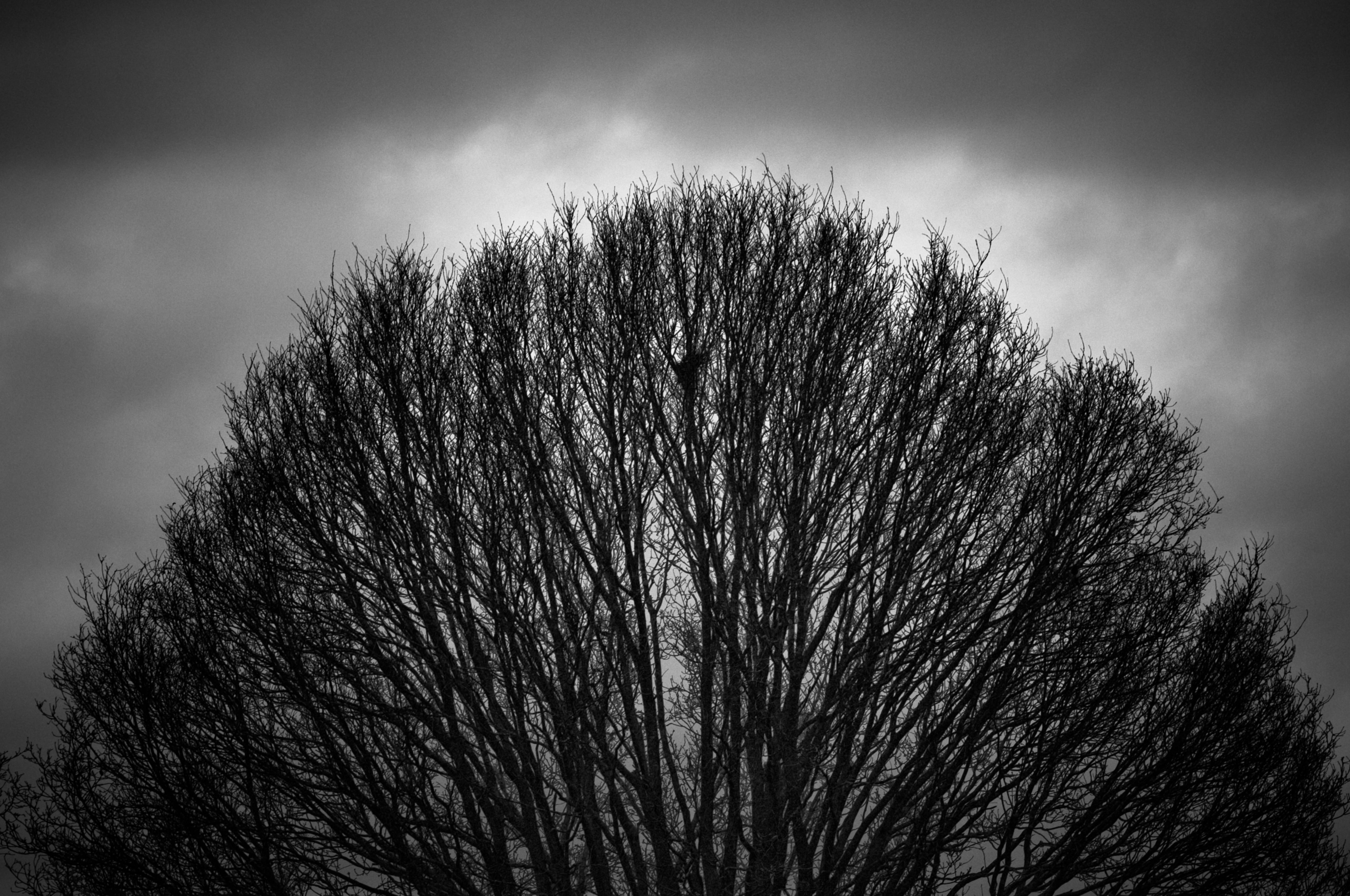 circle shaped tree top branches on a dramatic dark sky