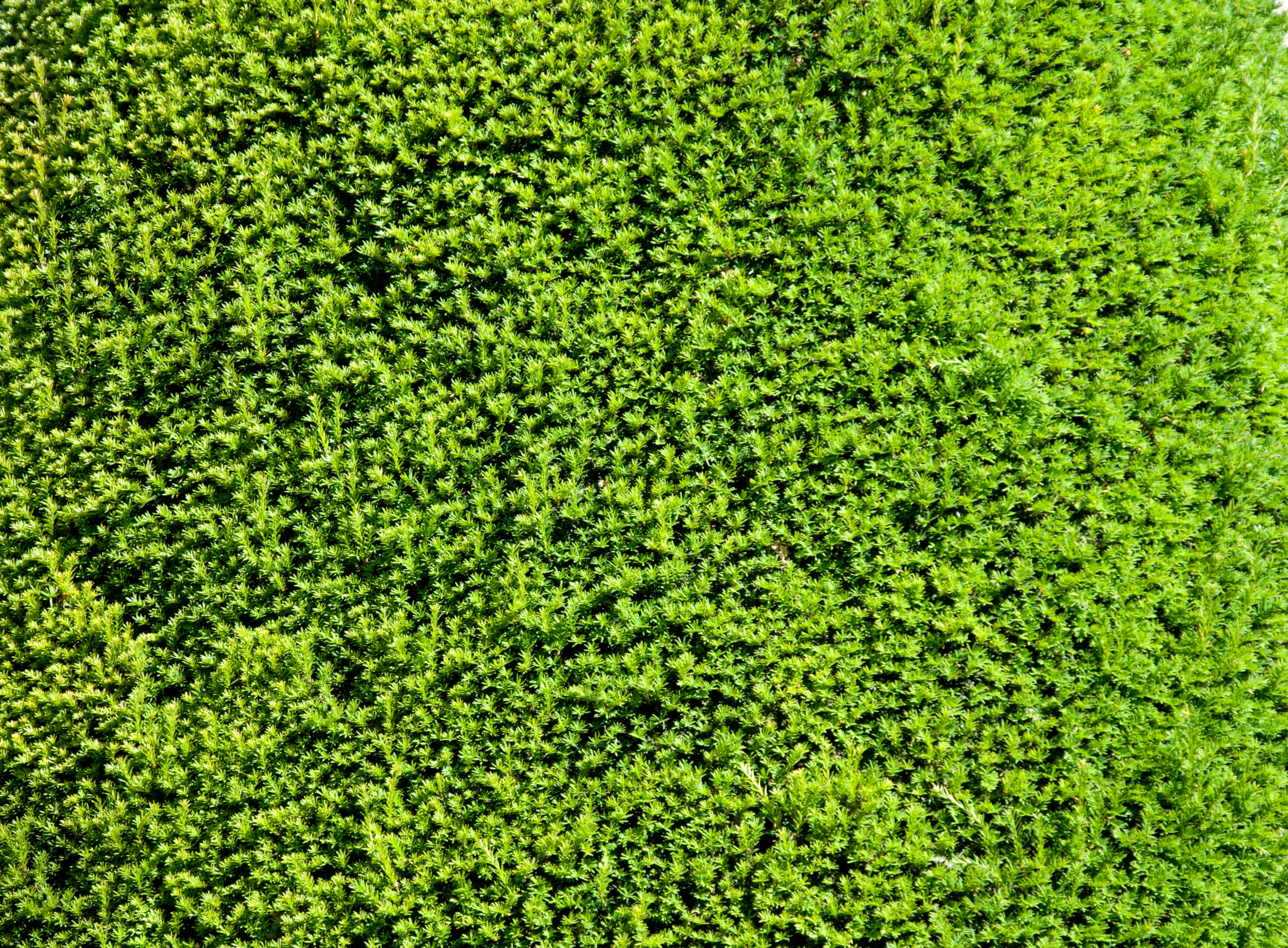 Conifer bush backdrop