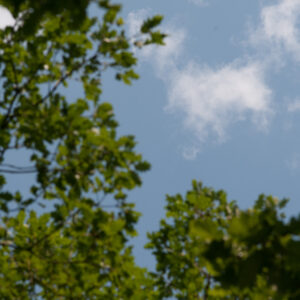 Copy space with of focus trees and sharp sky