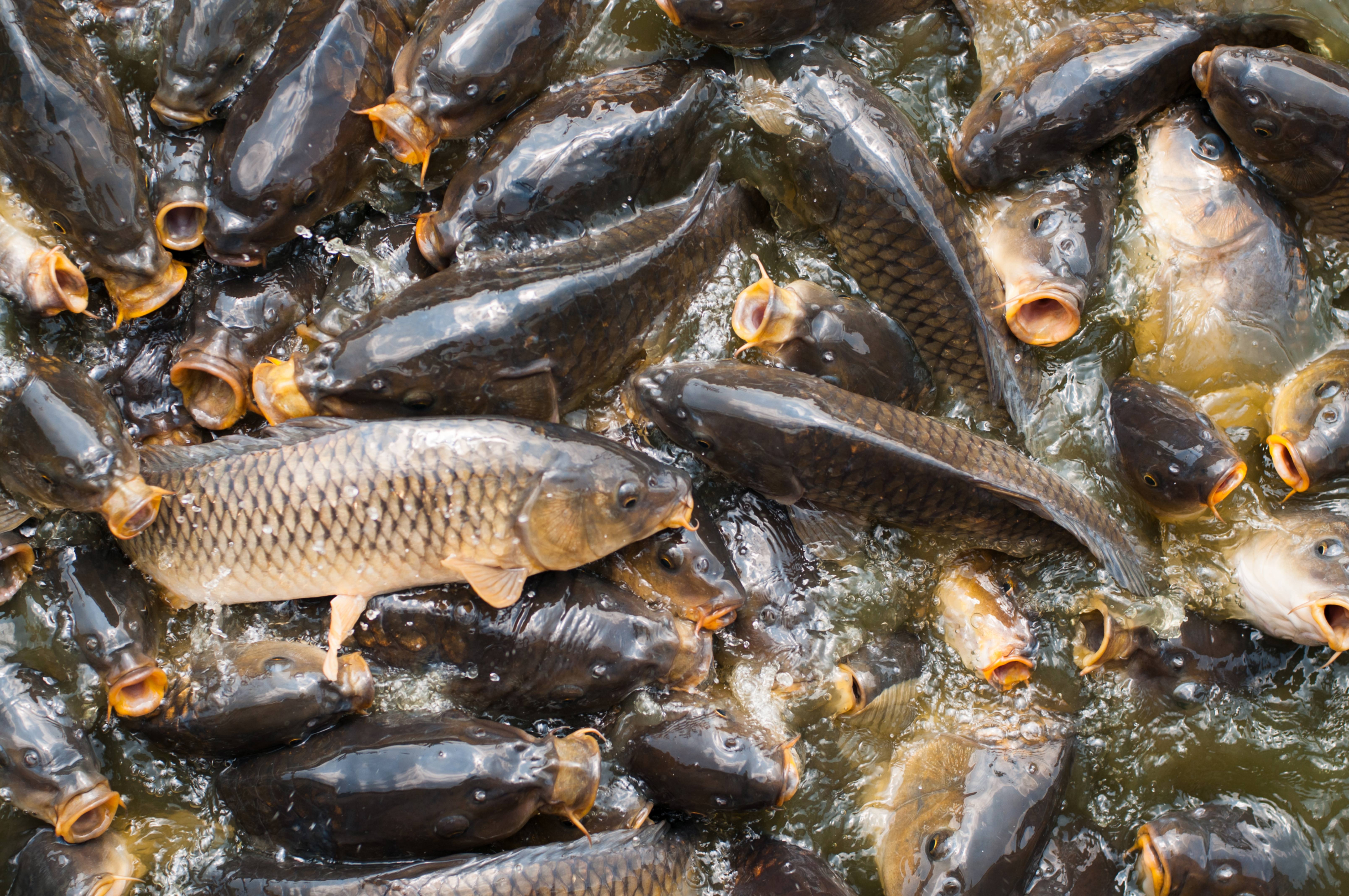 Crowded carp fish