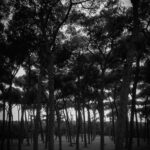 Dark Forrest black and white subtle vignetting