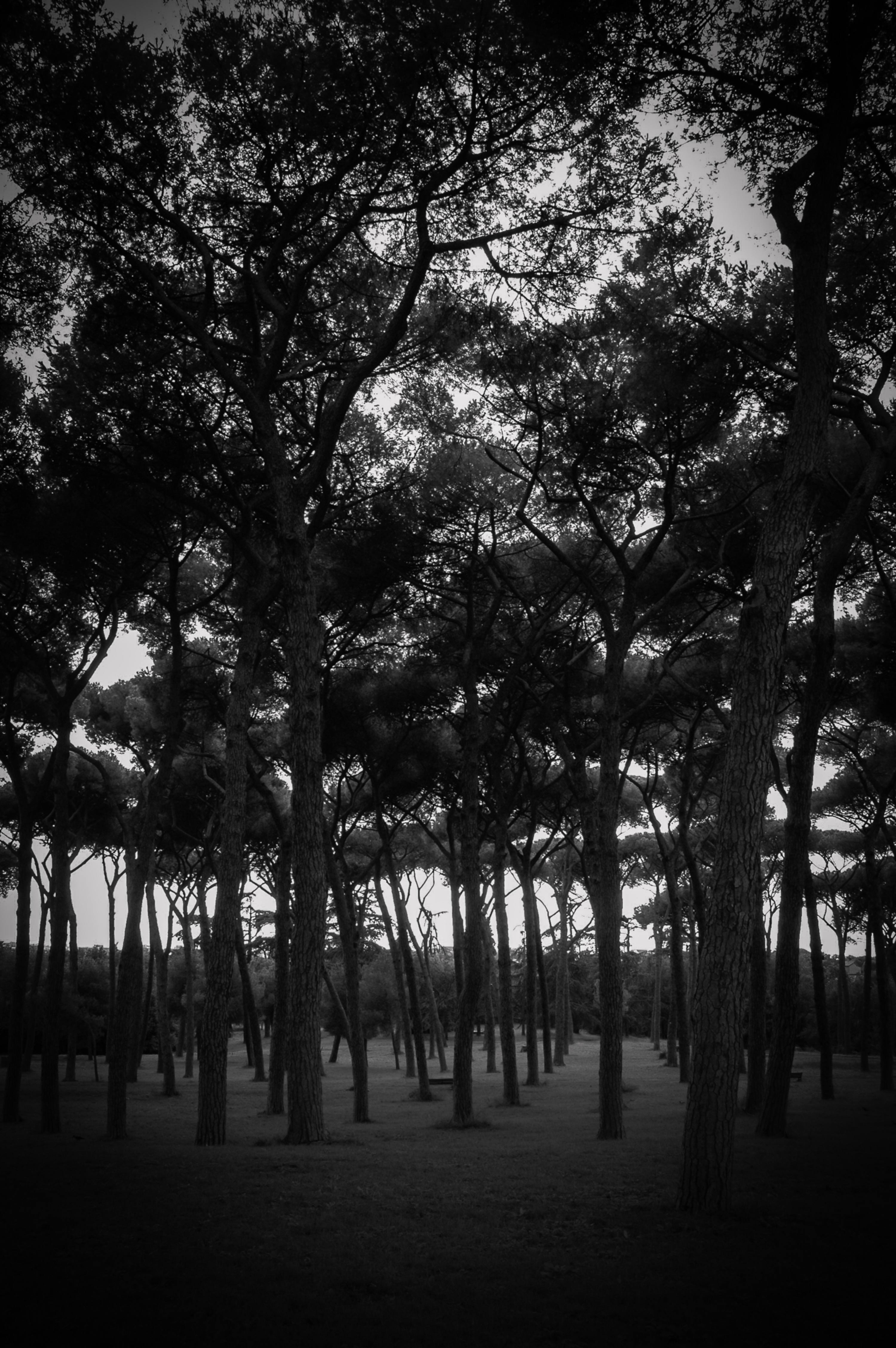 Dark Forrest black and white subtle vignetting