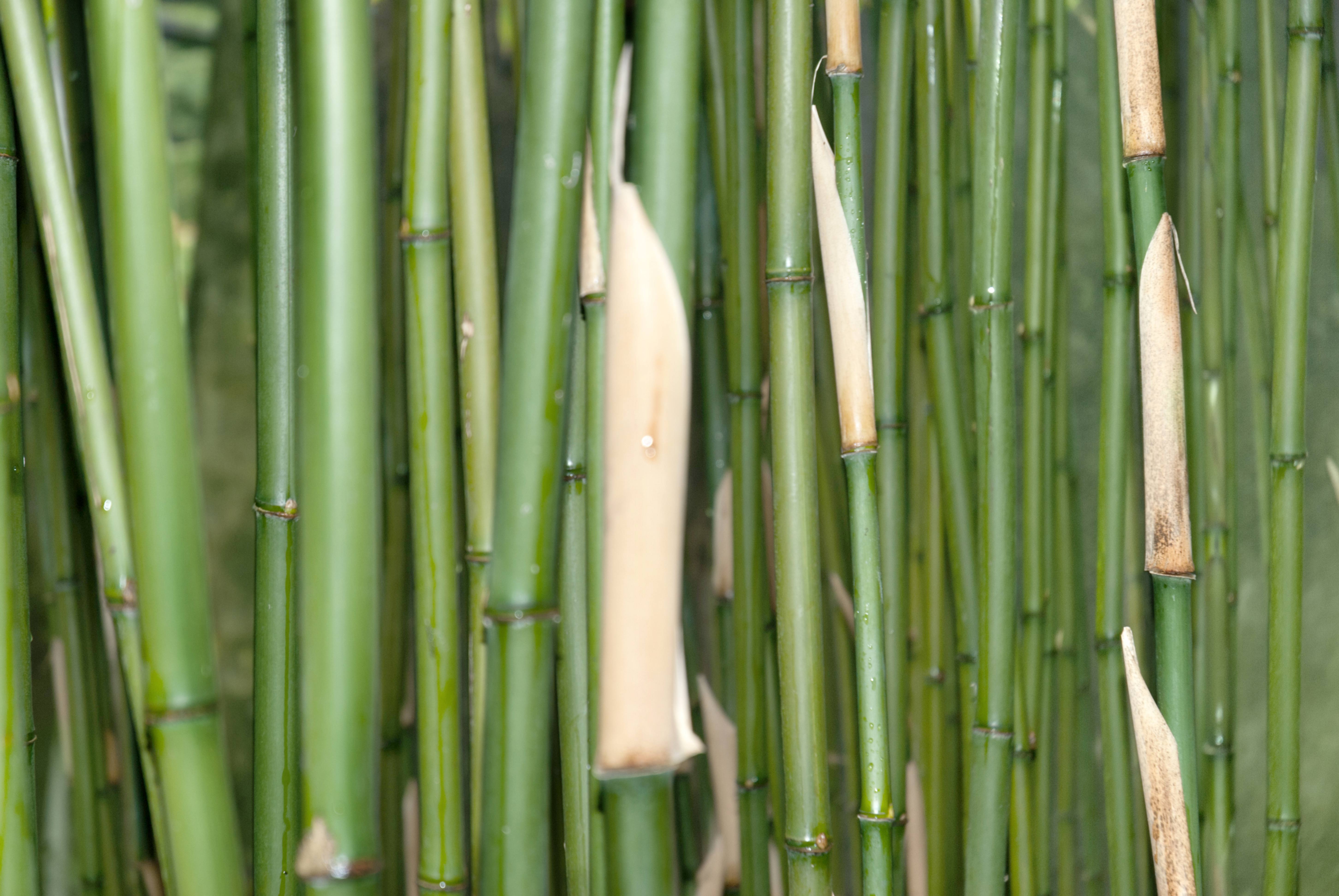 Dark green bamboo tree pattern