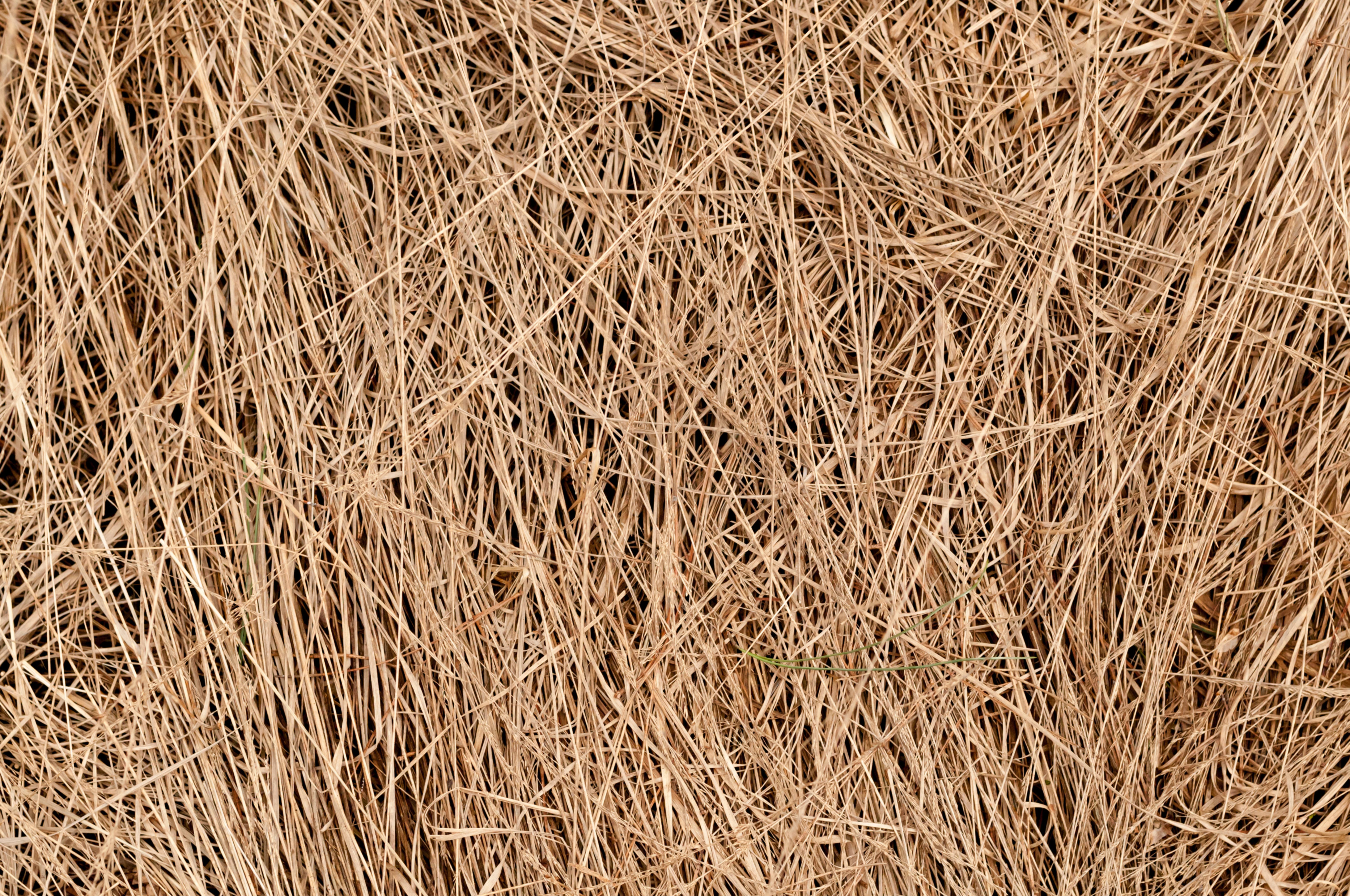 Dried Grass Free Texture