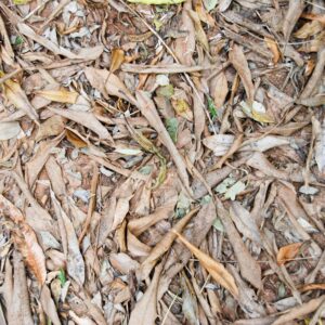 Dried Leaves and Dirt