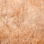 Dried bushes and weed background texture