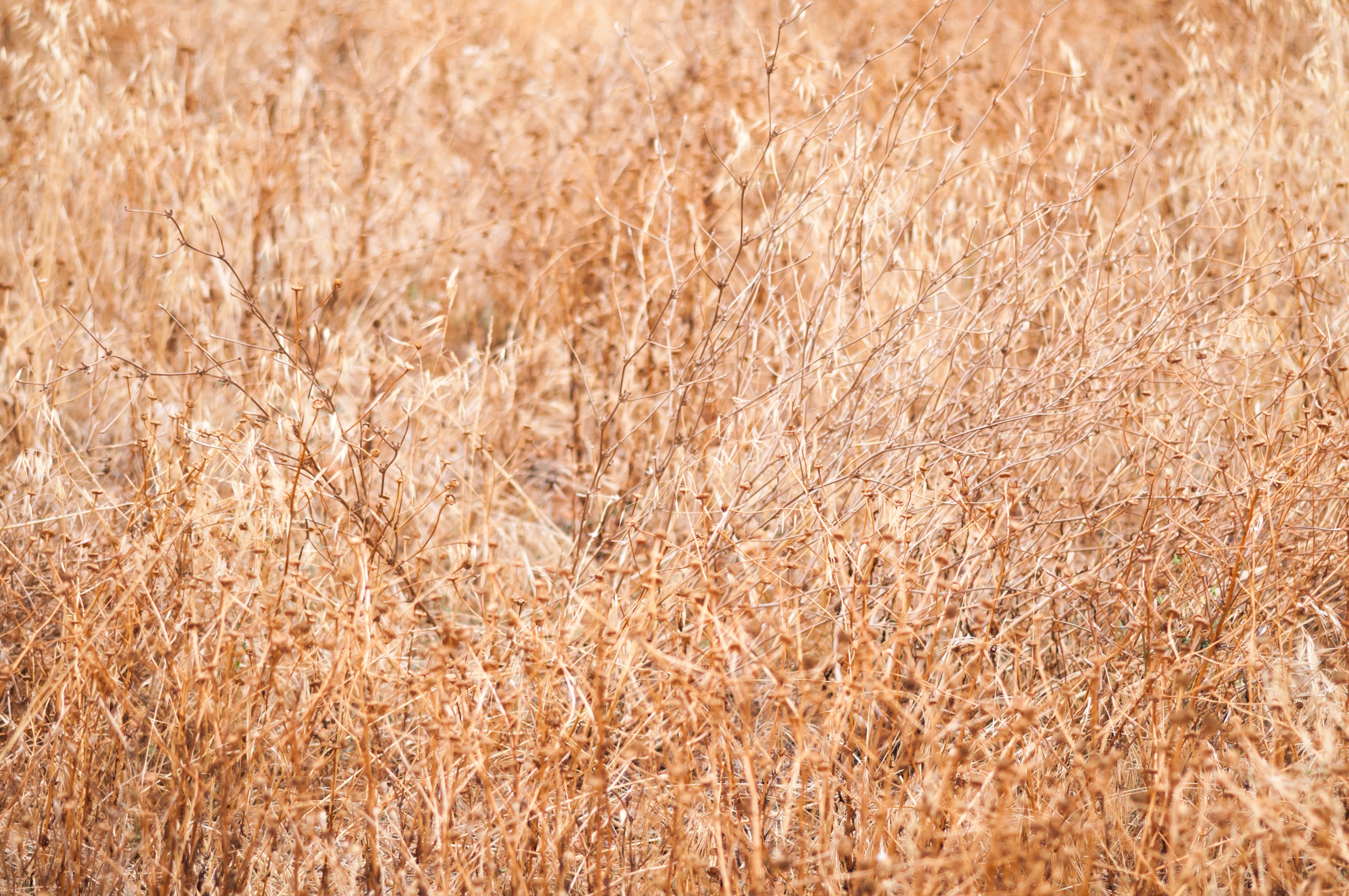 Dried bushes and weed background texture