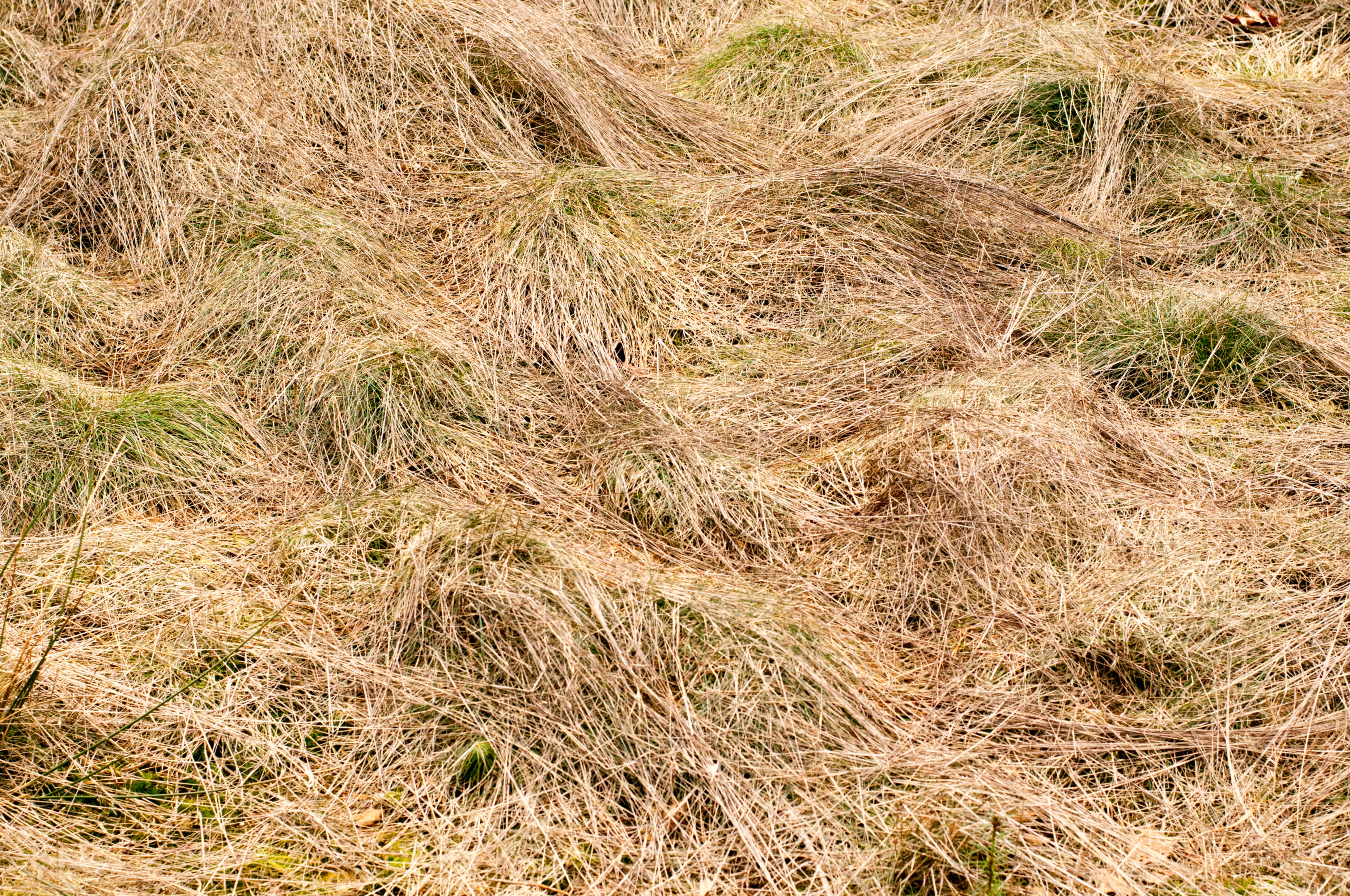 Dried grass
