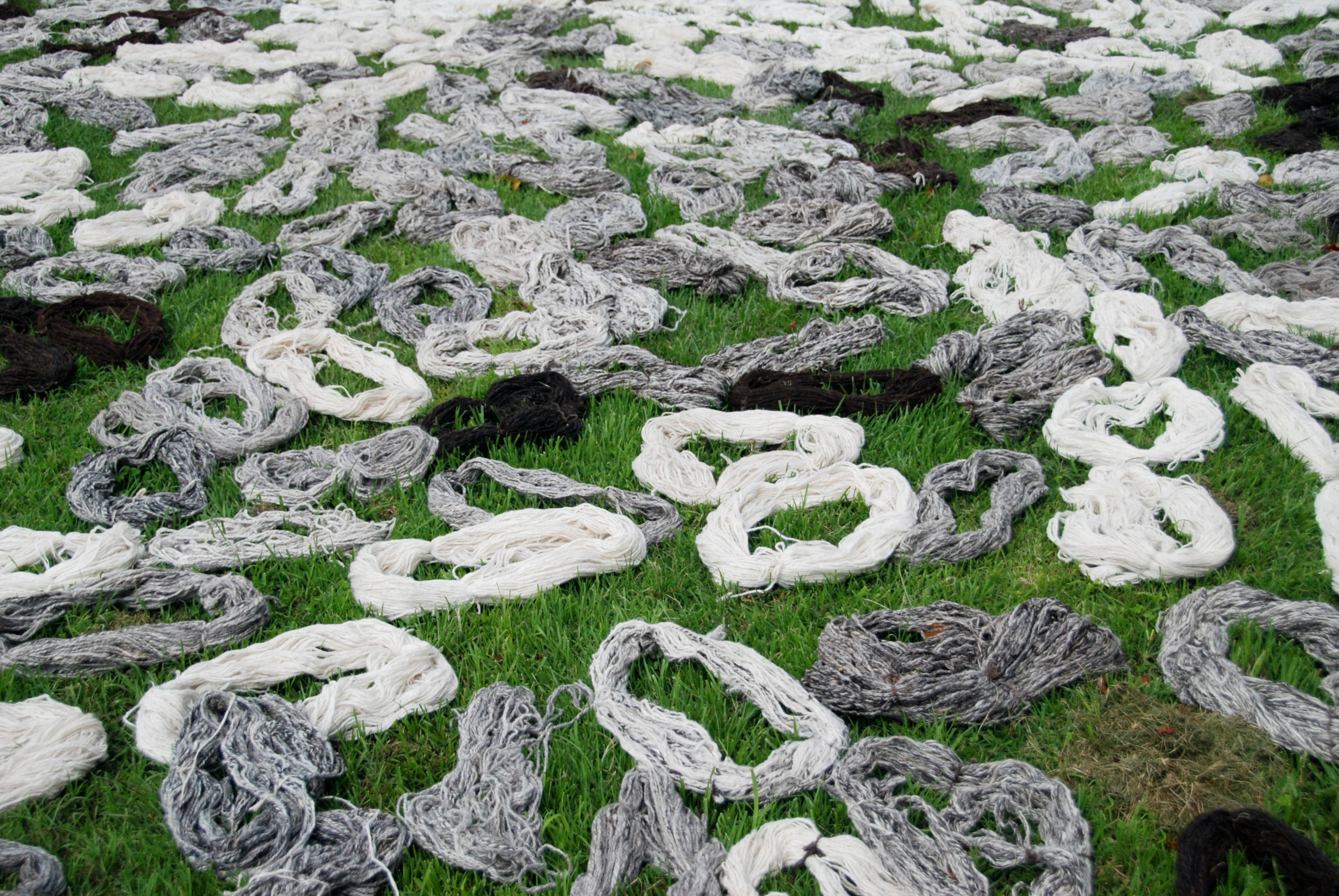 Drying woll in the grass background