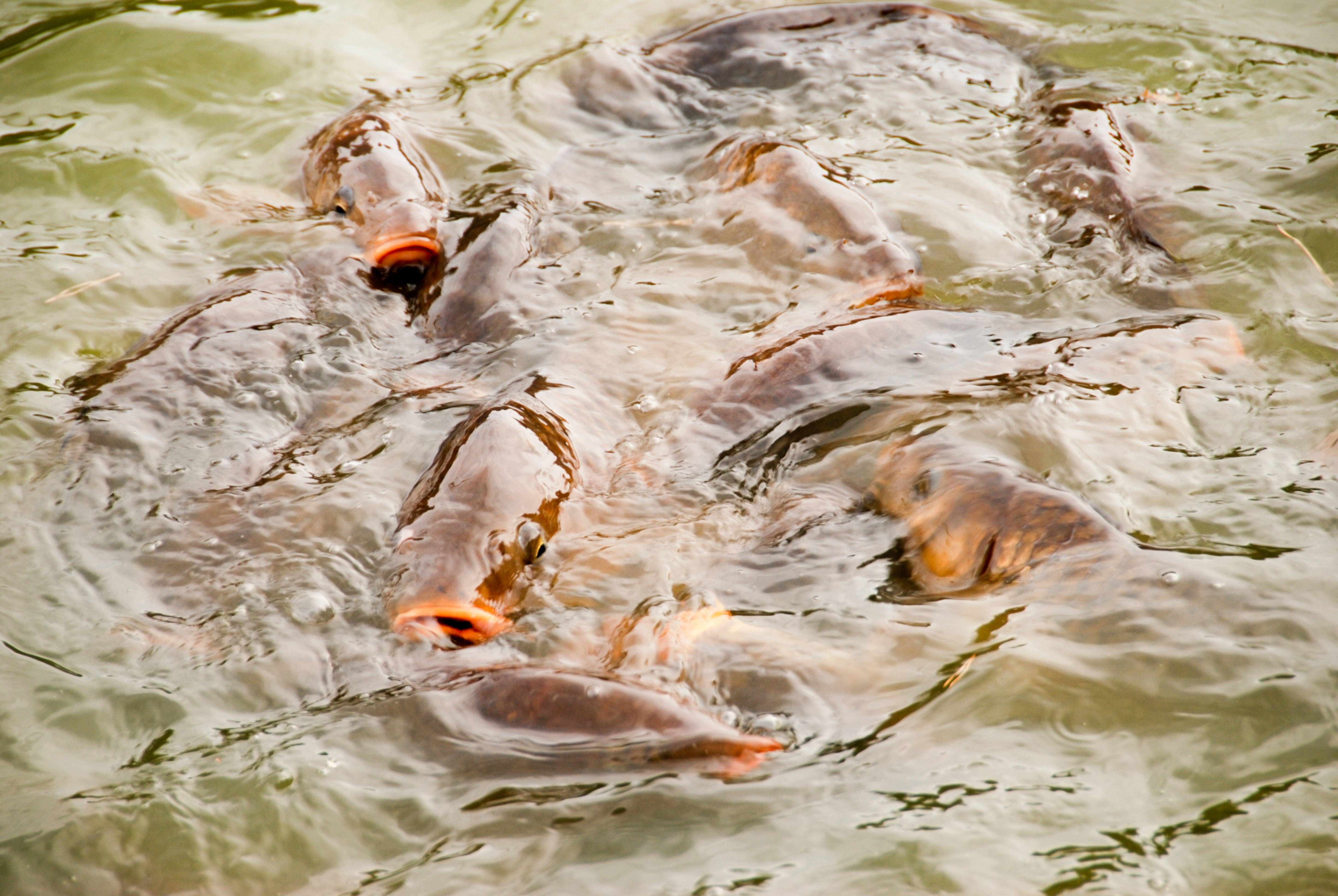 Eating Group of Carp