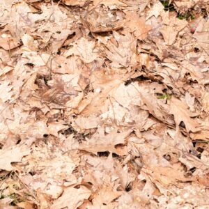 Fall leaves in the park