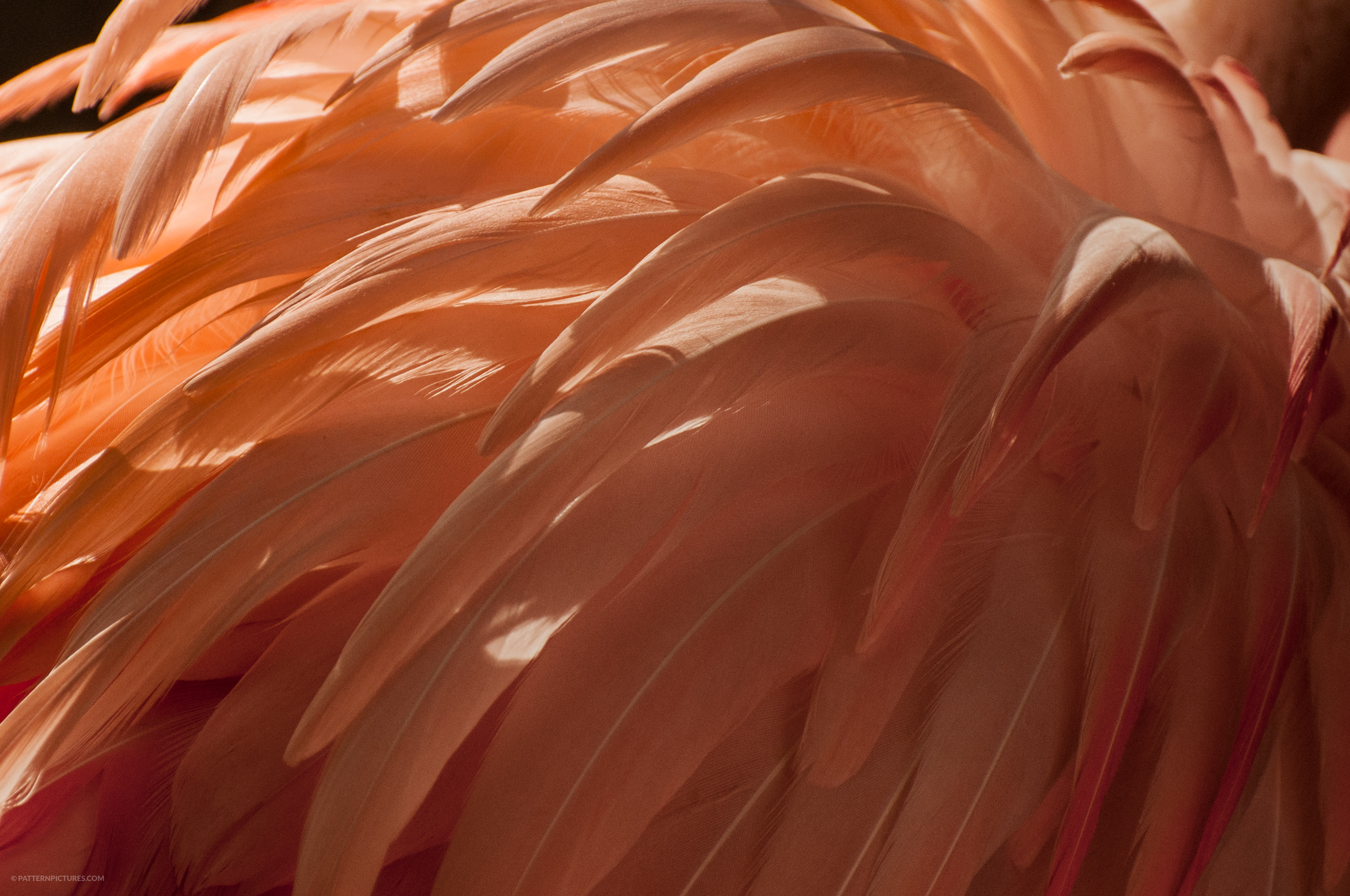 Feathers flamingo background texture
