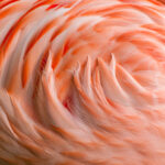 Flamingo feathers background