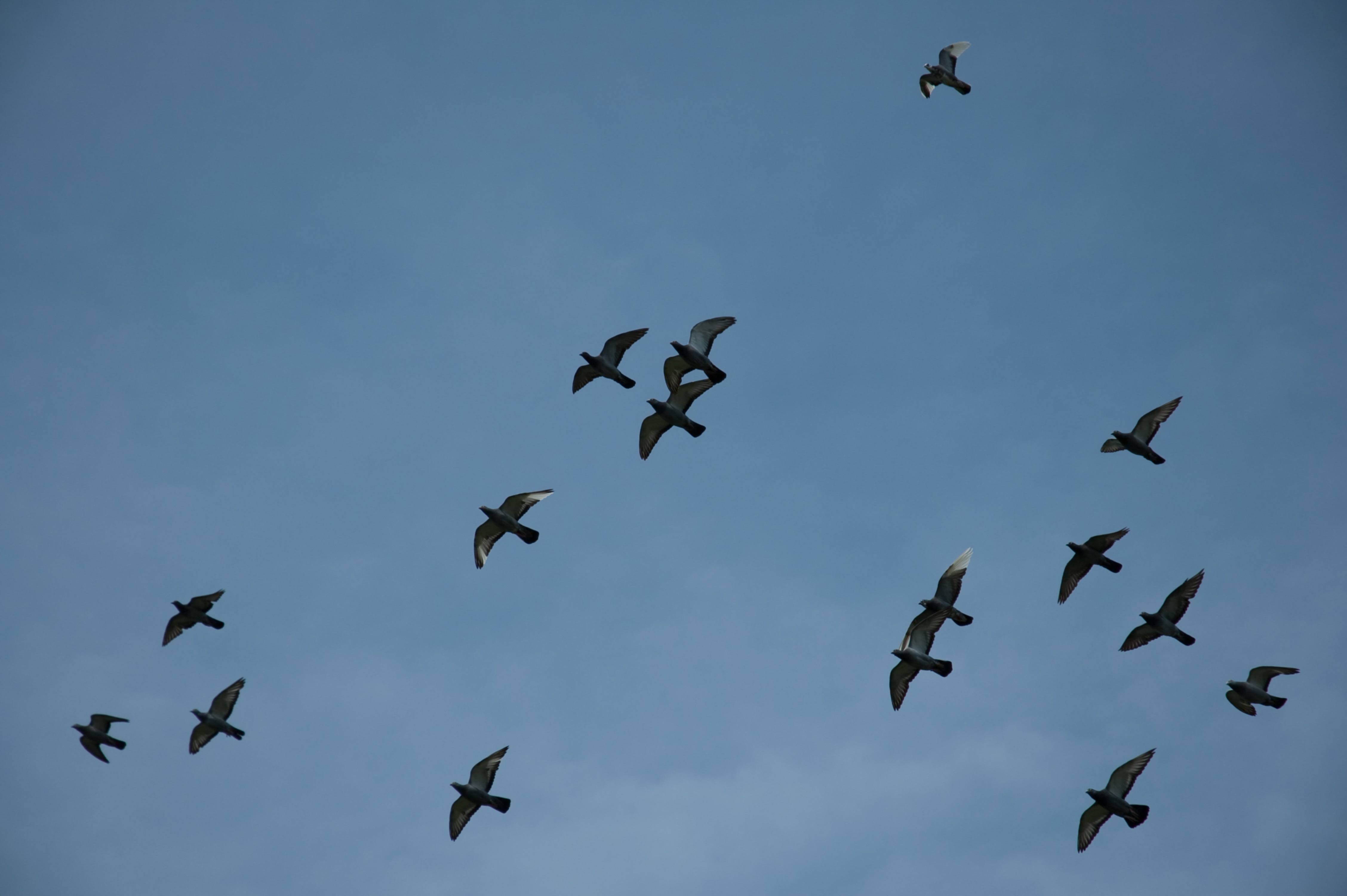 Flock of Birds on a Blue Sky