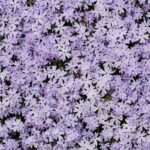 Flower Bed Texture Phlox Subulata