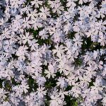 Flower bed phlox pattern