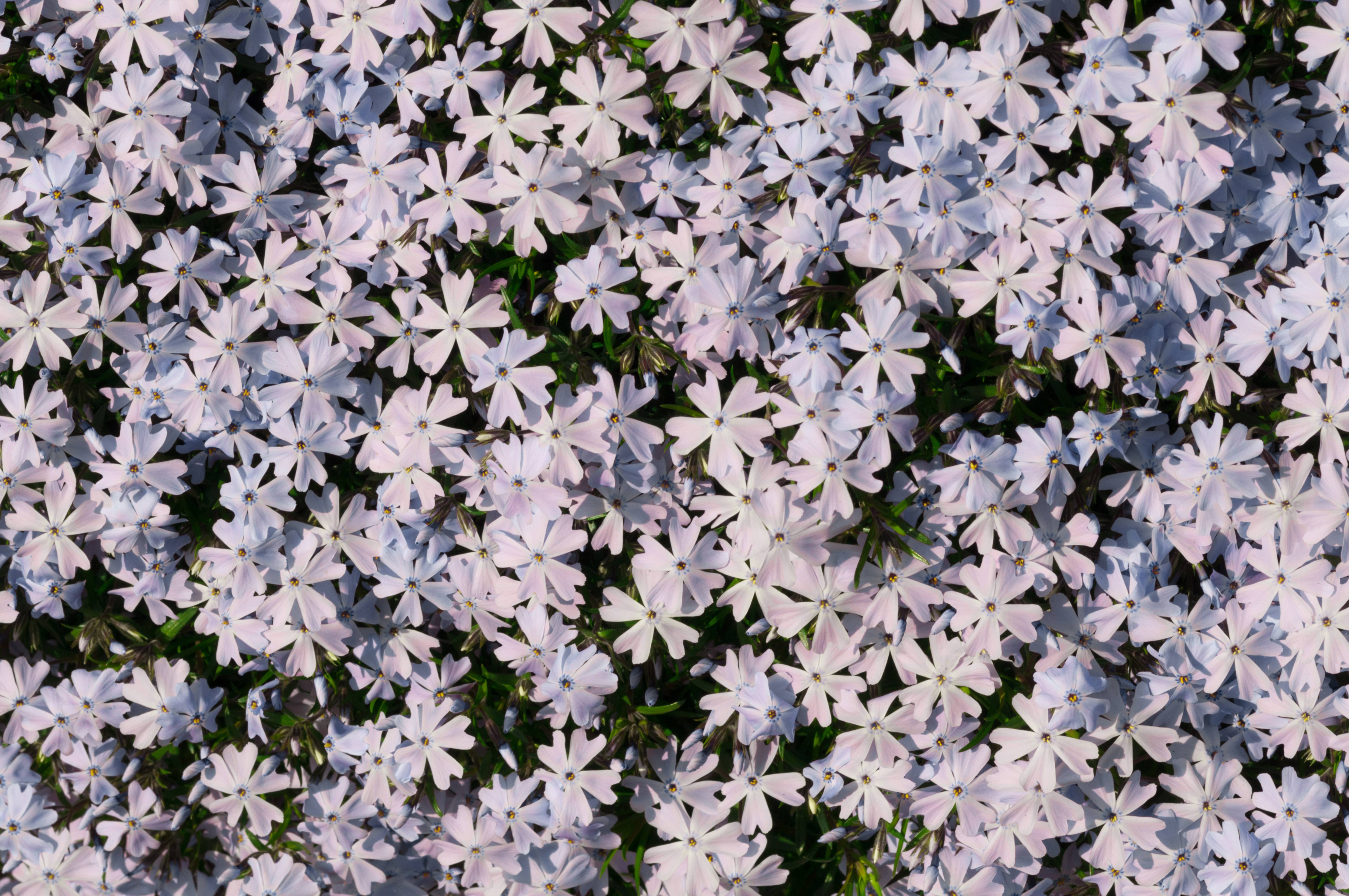 Flower bed phlox pattern