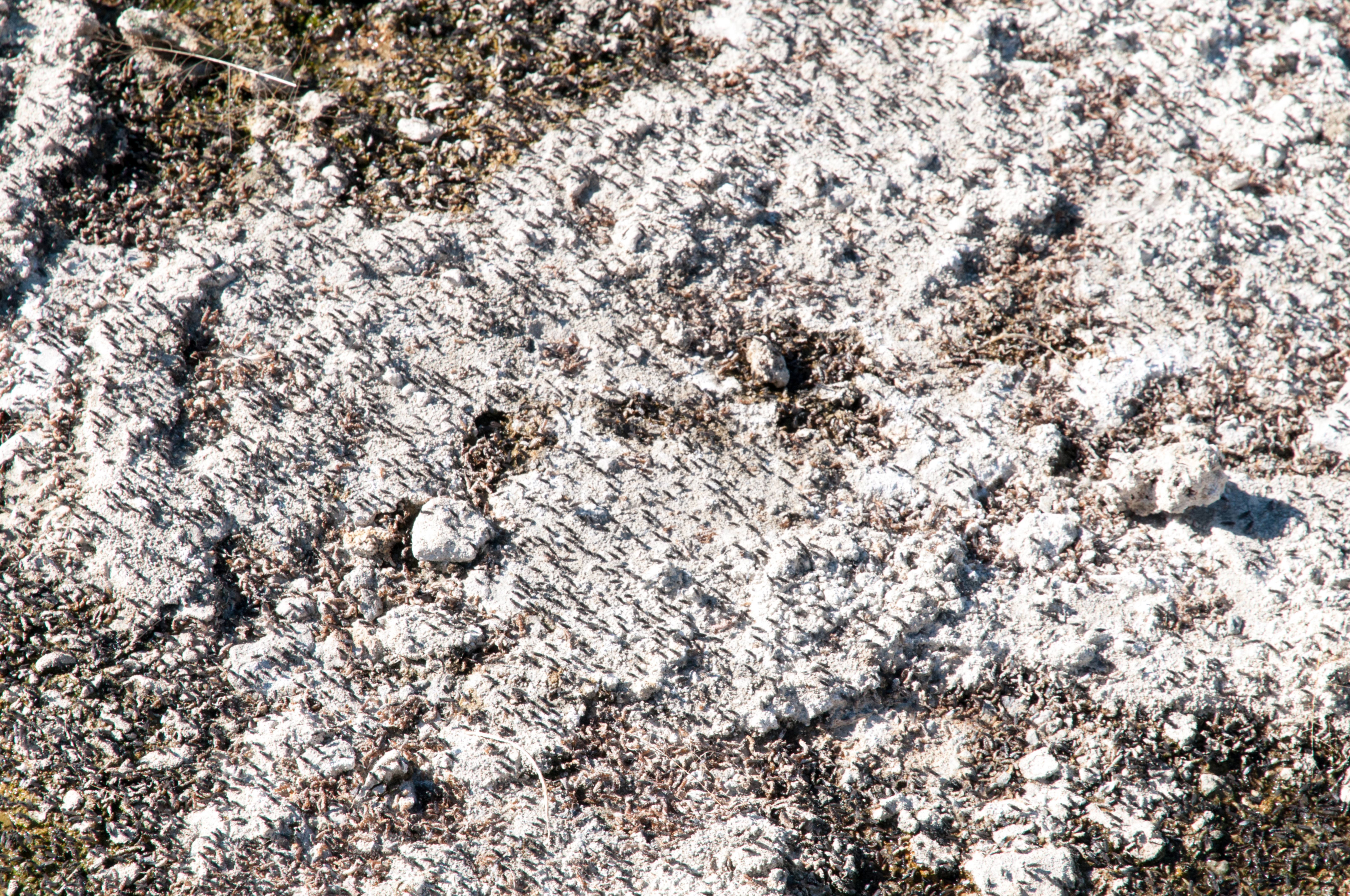 Flying Ants on a Rock