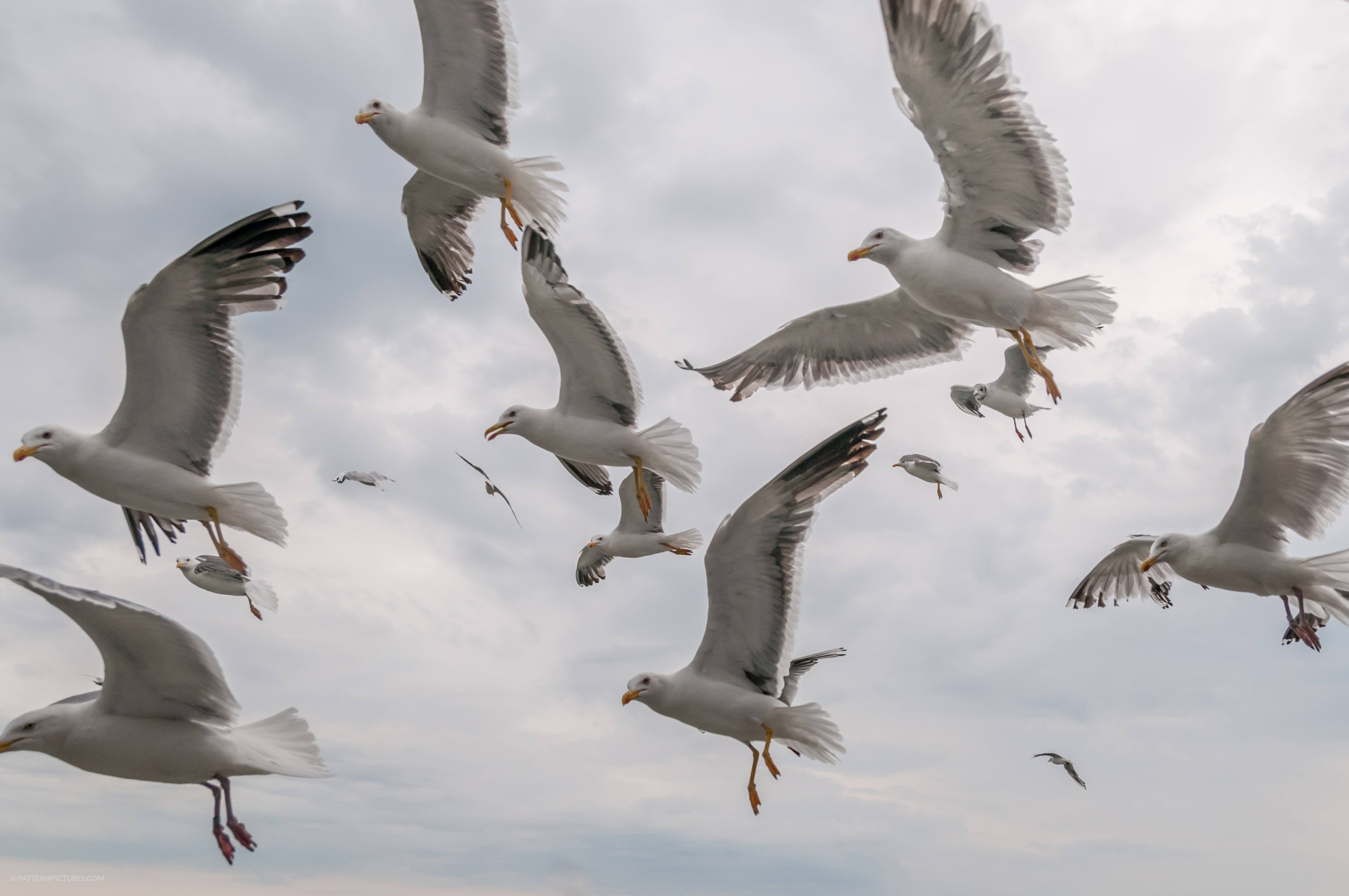 Flying seagulls pattern formation