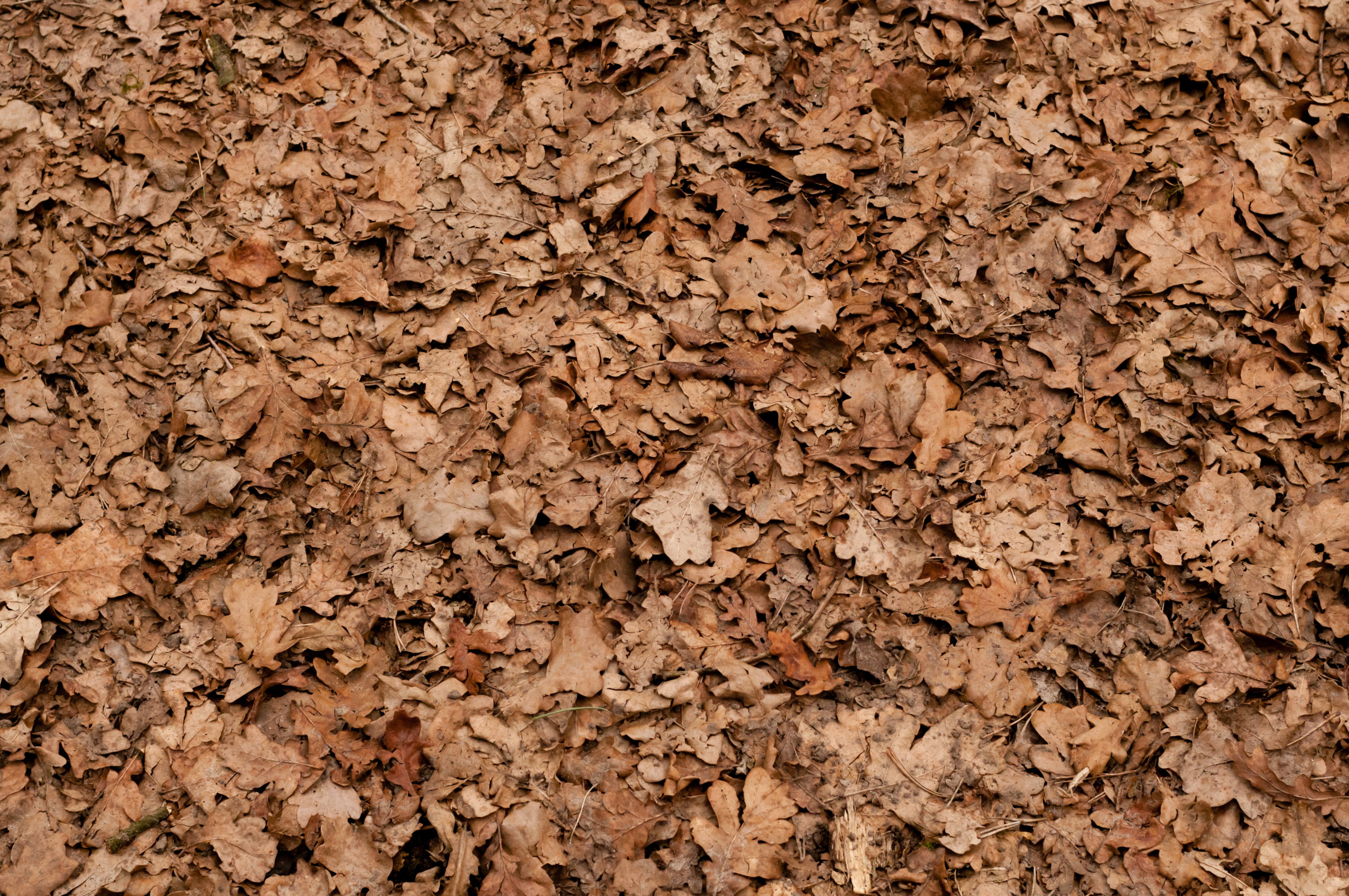 Forest Ground Covered with Dry Oak Leaves