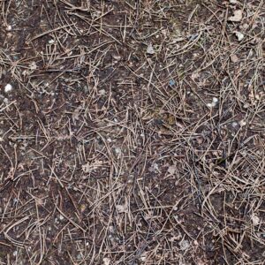 Forest Land Dirt and Pine Needles