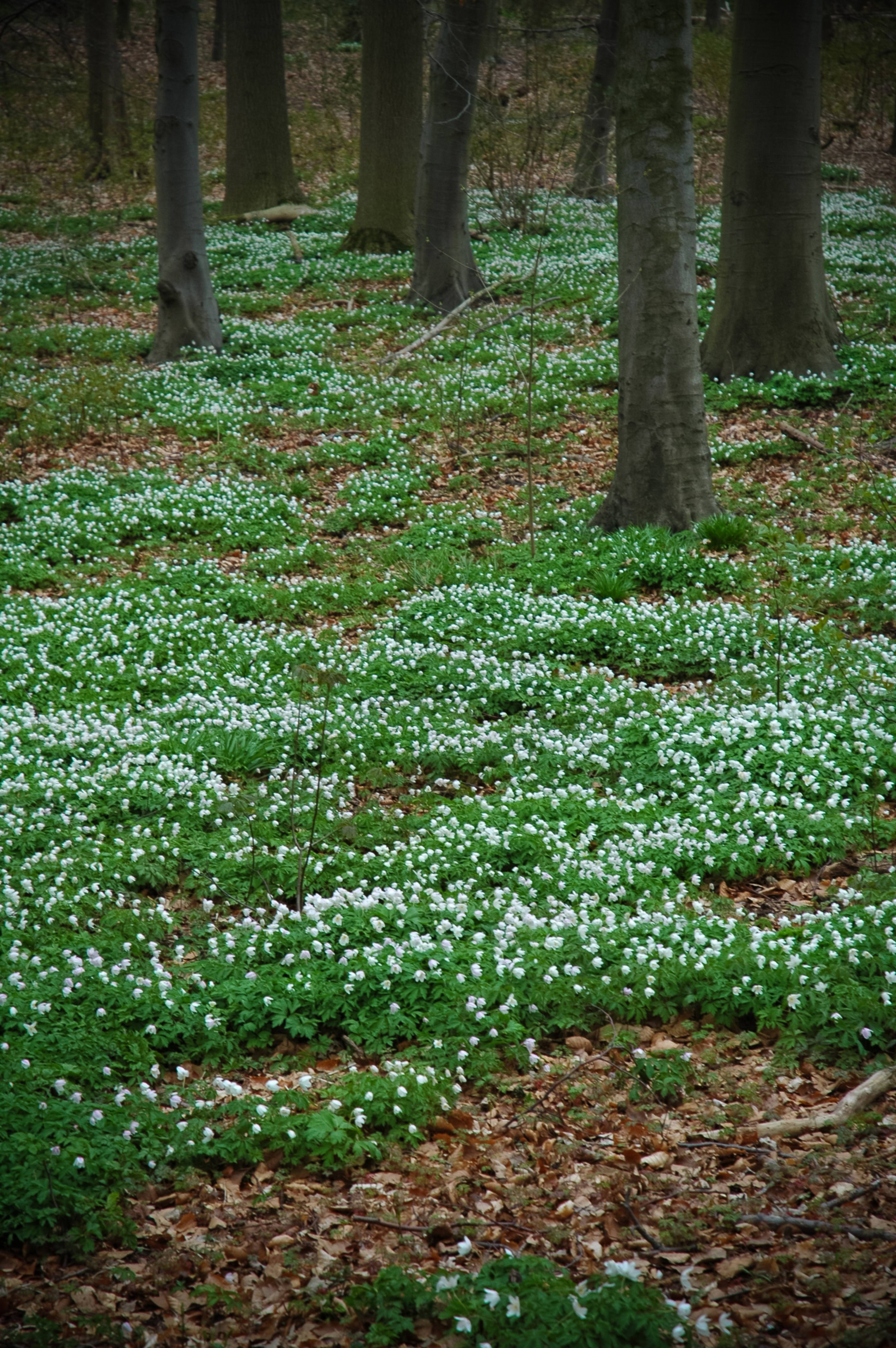 Forest wildflowers close-up