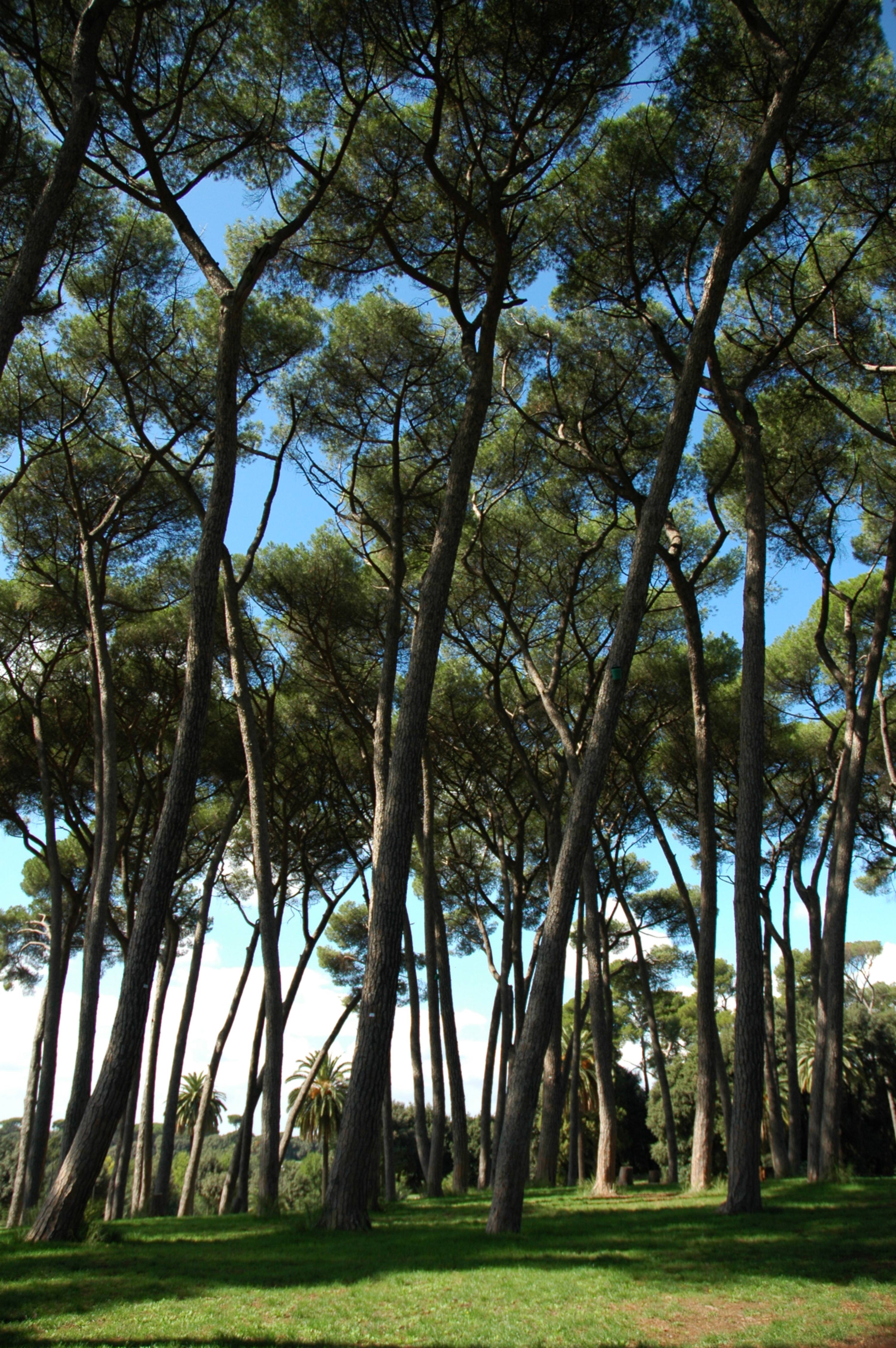 Forrest Villa Borghese gardens