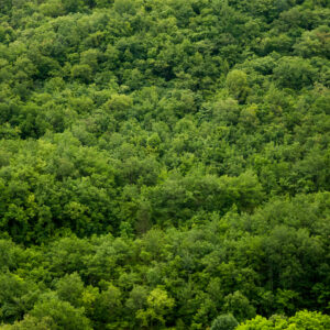Forrest trees background