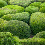 France Marqueyssac Buxus garden texture