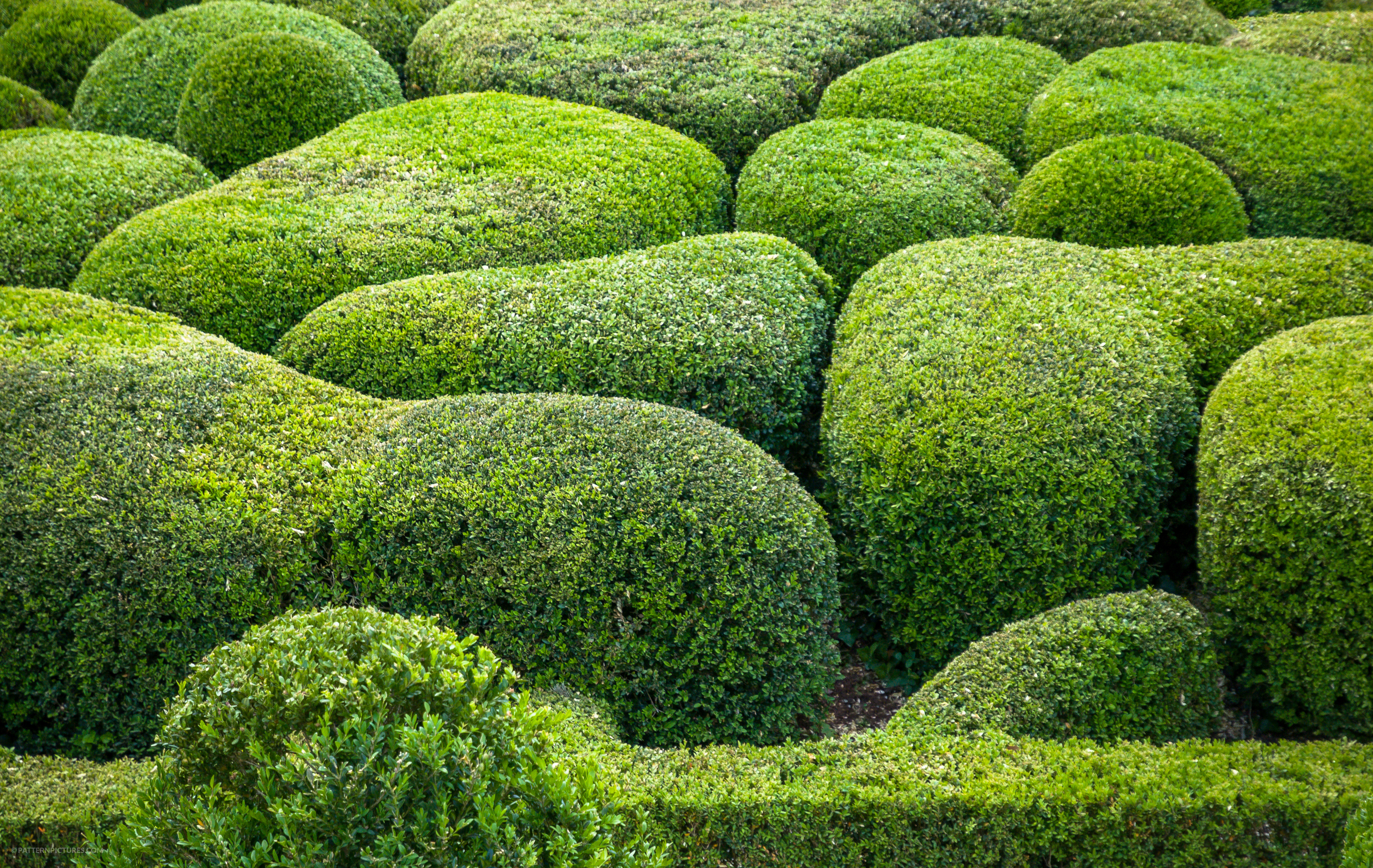 France Marqueyssac Buxus garden texture