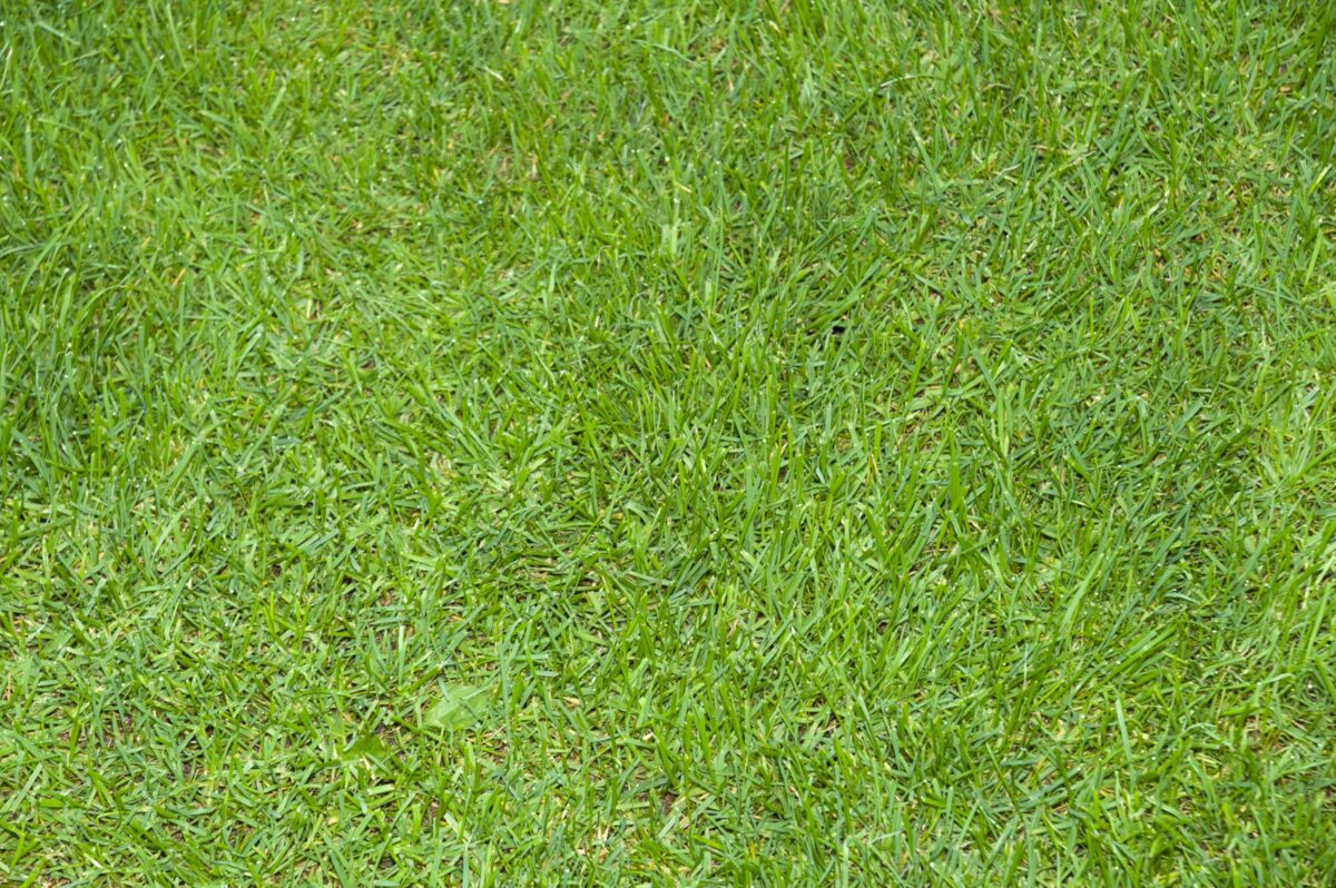 Full Frame Green Grass Texture Pattern Pictures