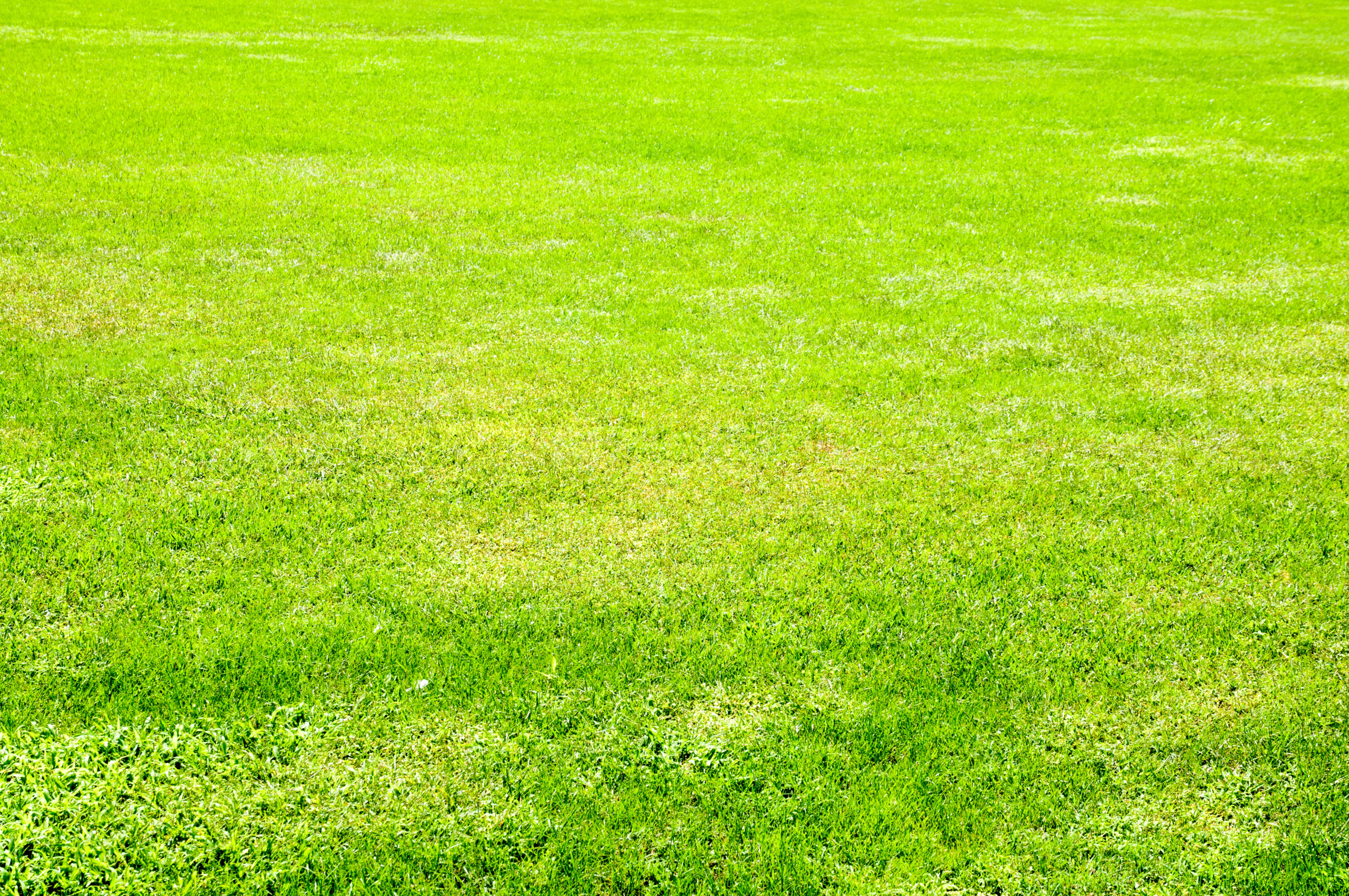 Full frame green grass field