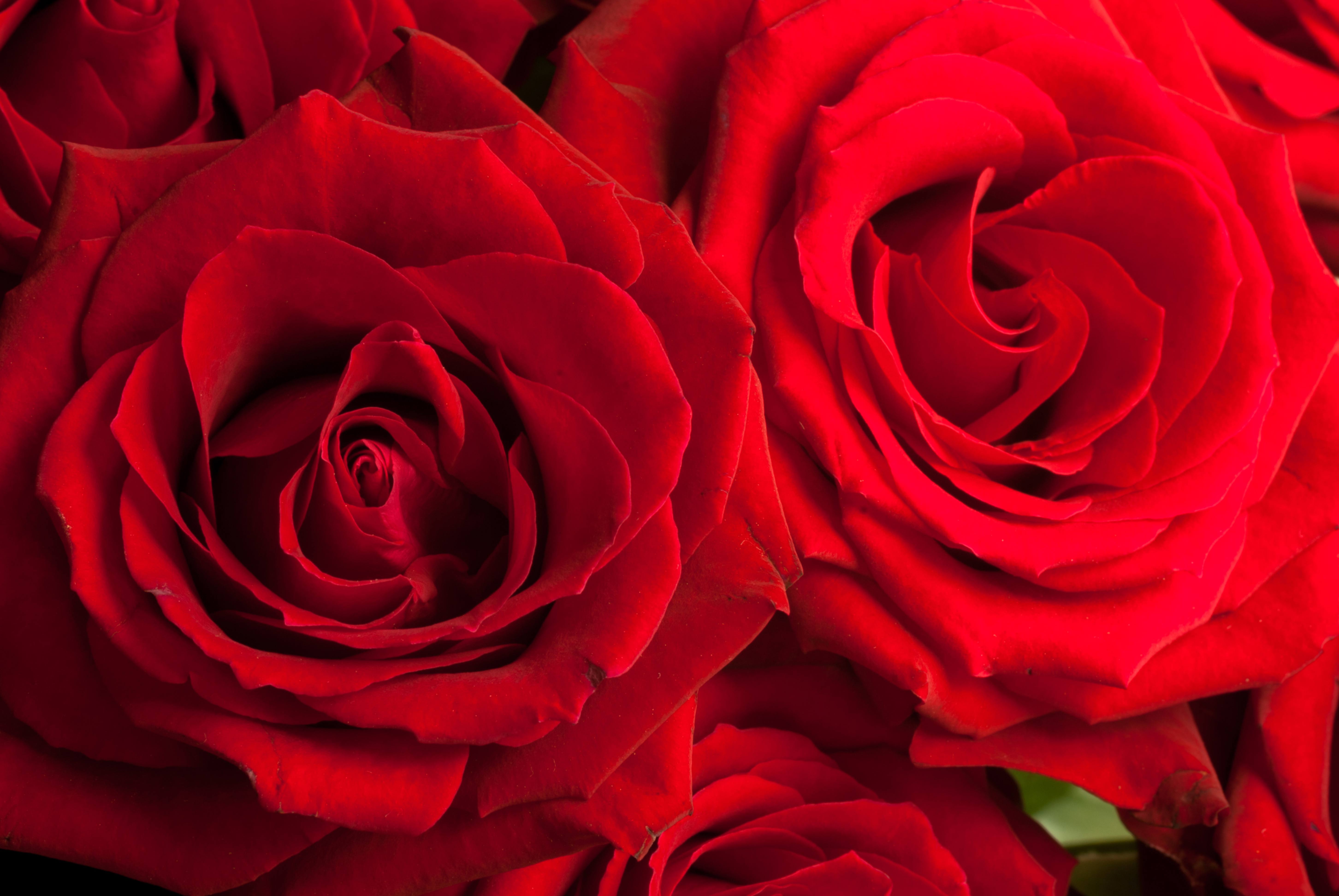 Full frame red roses