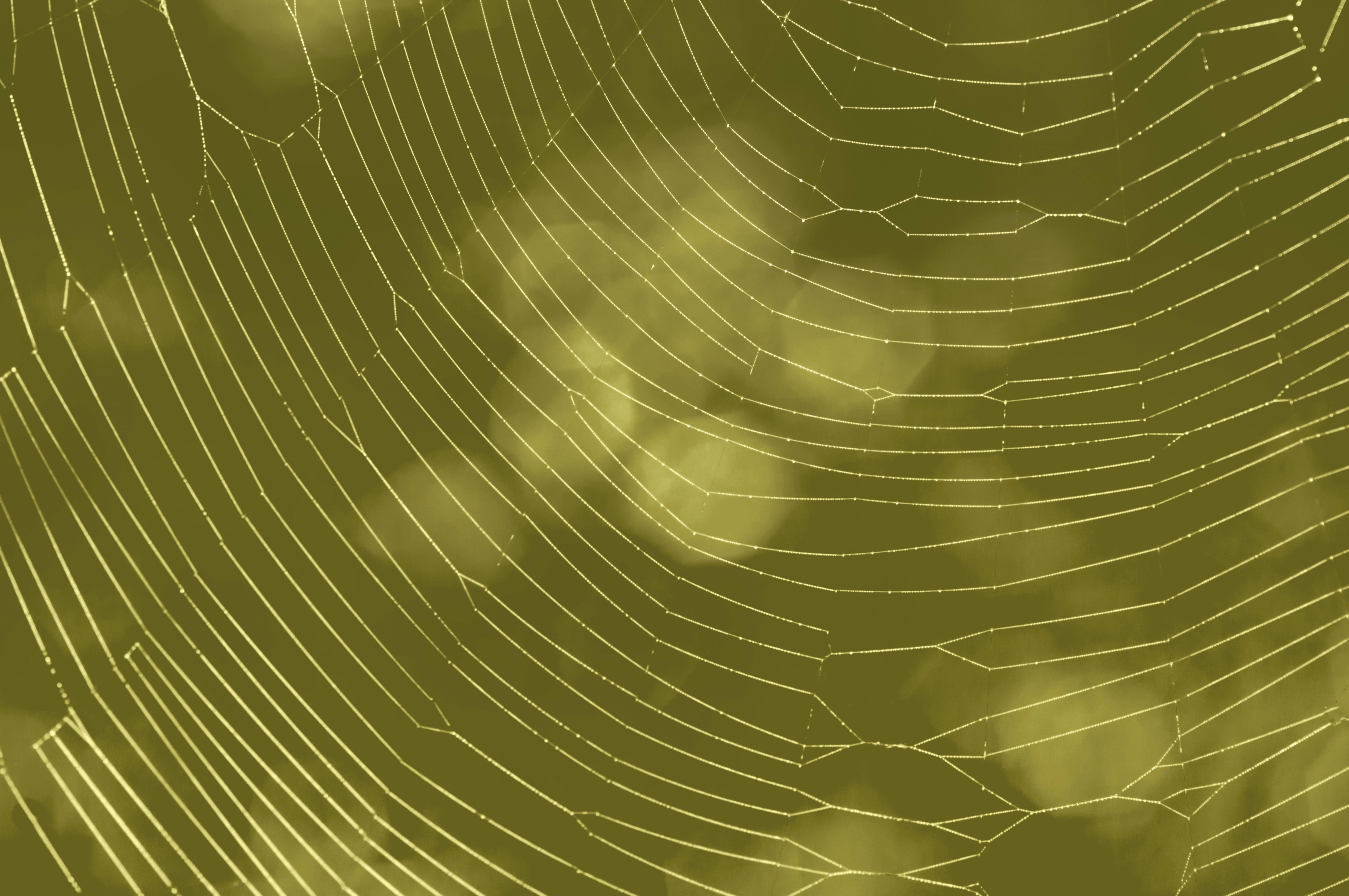 Fullscreen Wet Spider Web Silk on Green