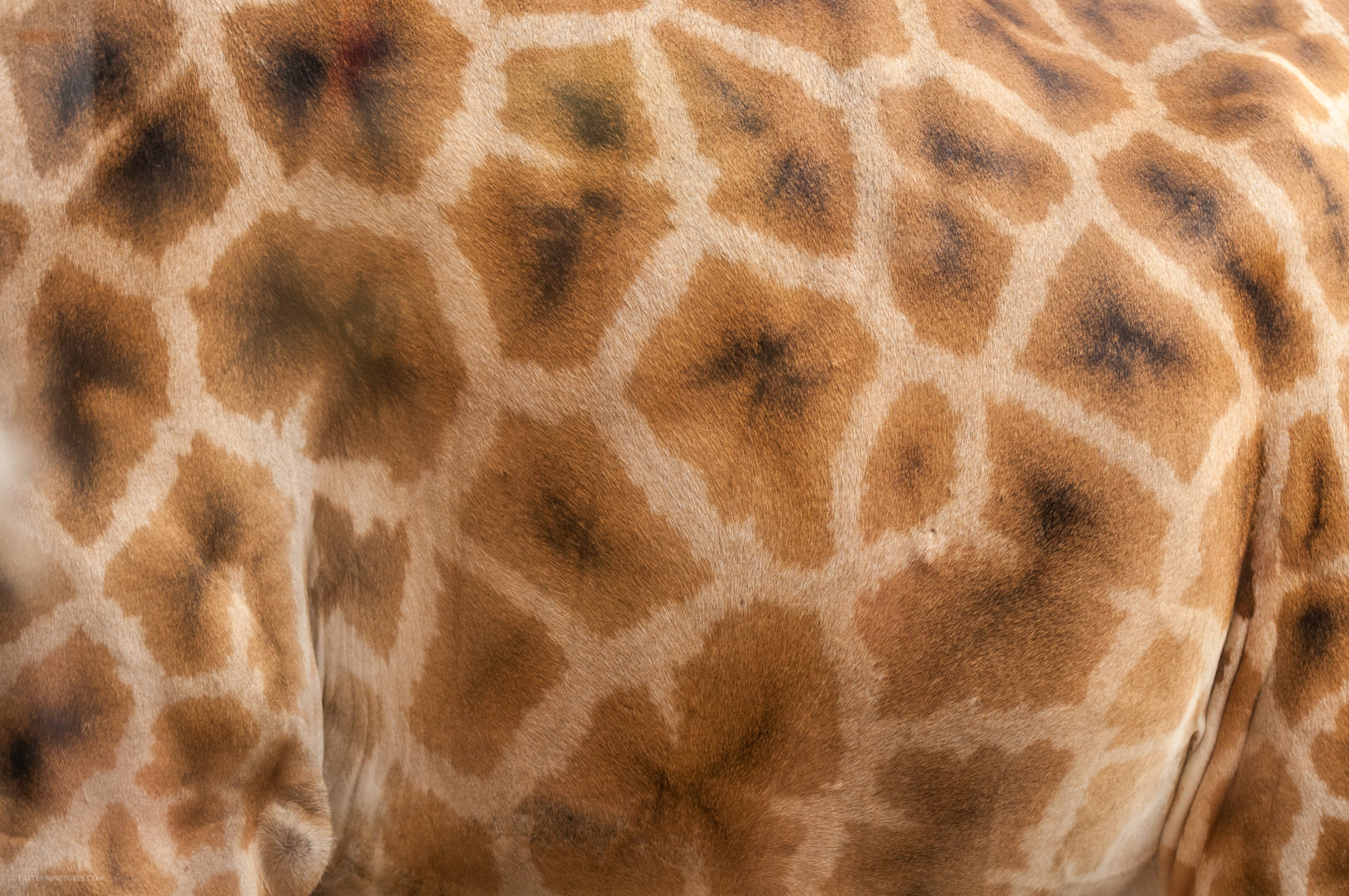Giraffe fur texture background