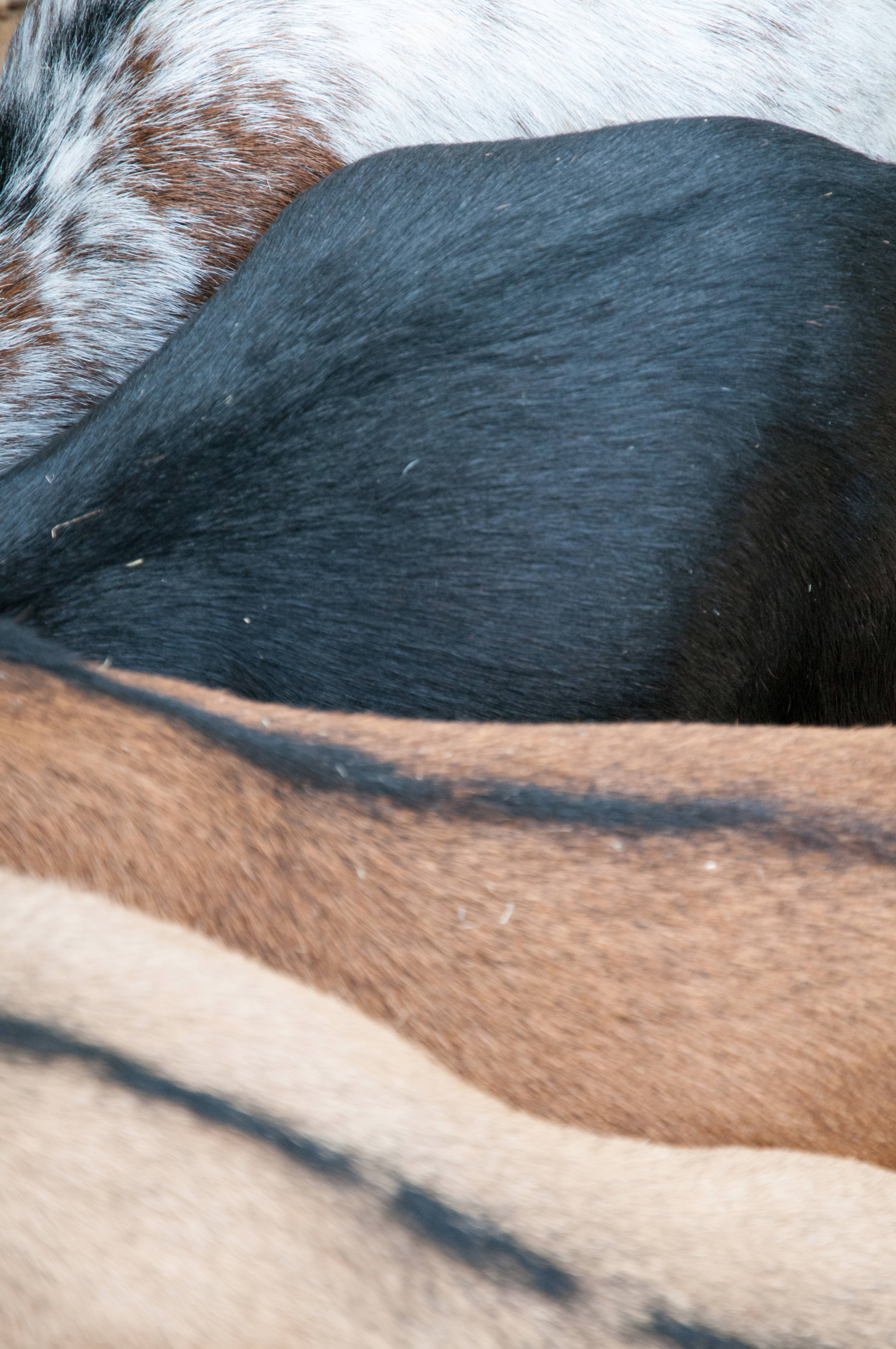 Goats Back Fur Textures