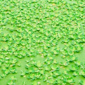 Green Algae Water Texture