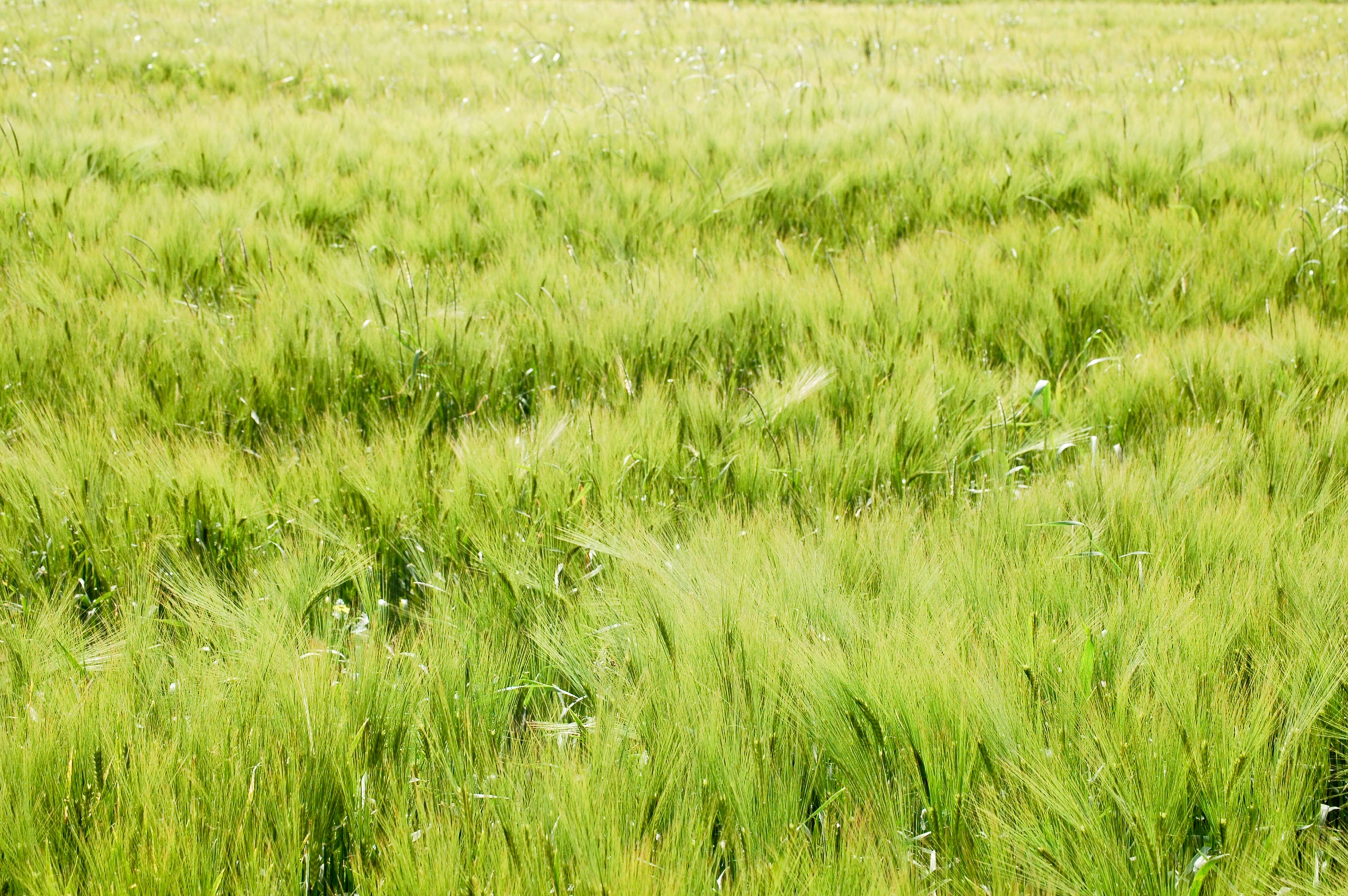Green Field Abstract Blurred Background