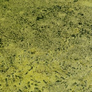 Green Water Algae Texture