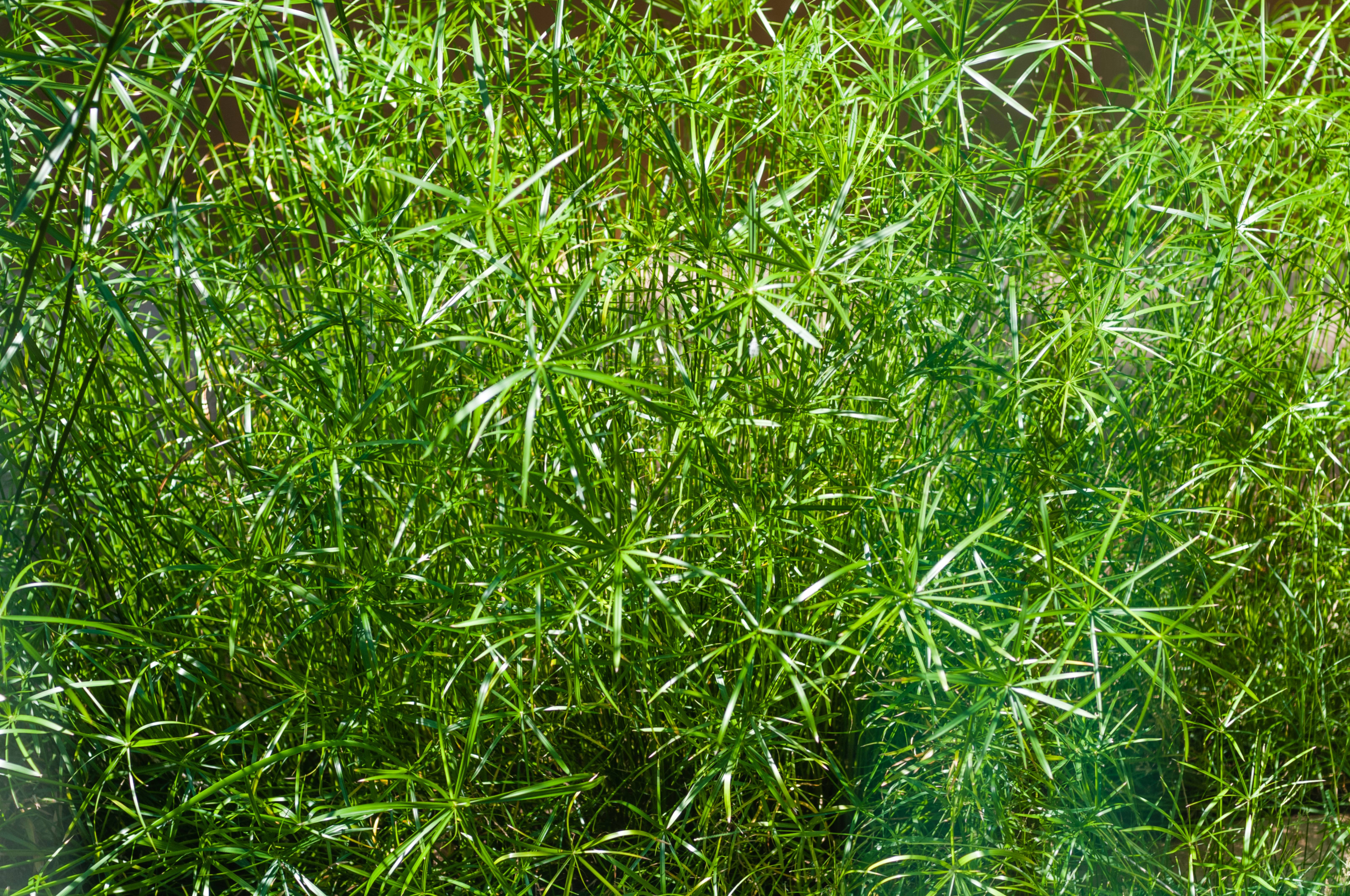 Green bush nature green background
