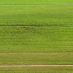 Green field with horizontal strips