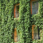 Green ivy growing on a wall of a hotel building