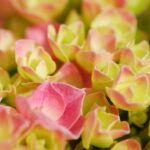 Green pink mini roses close-up