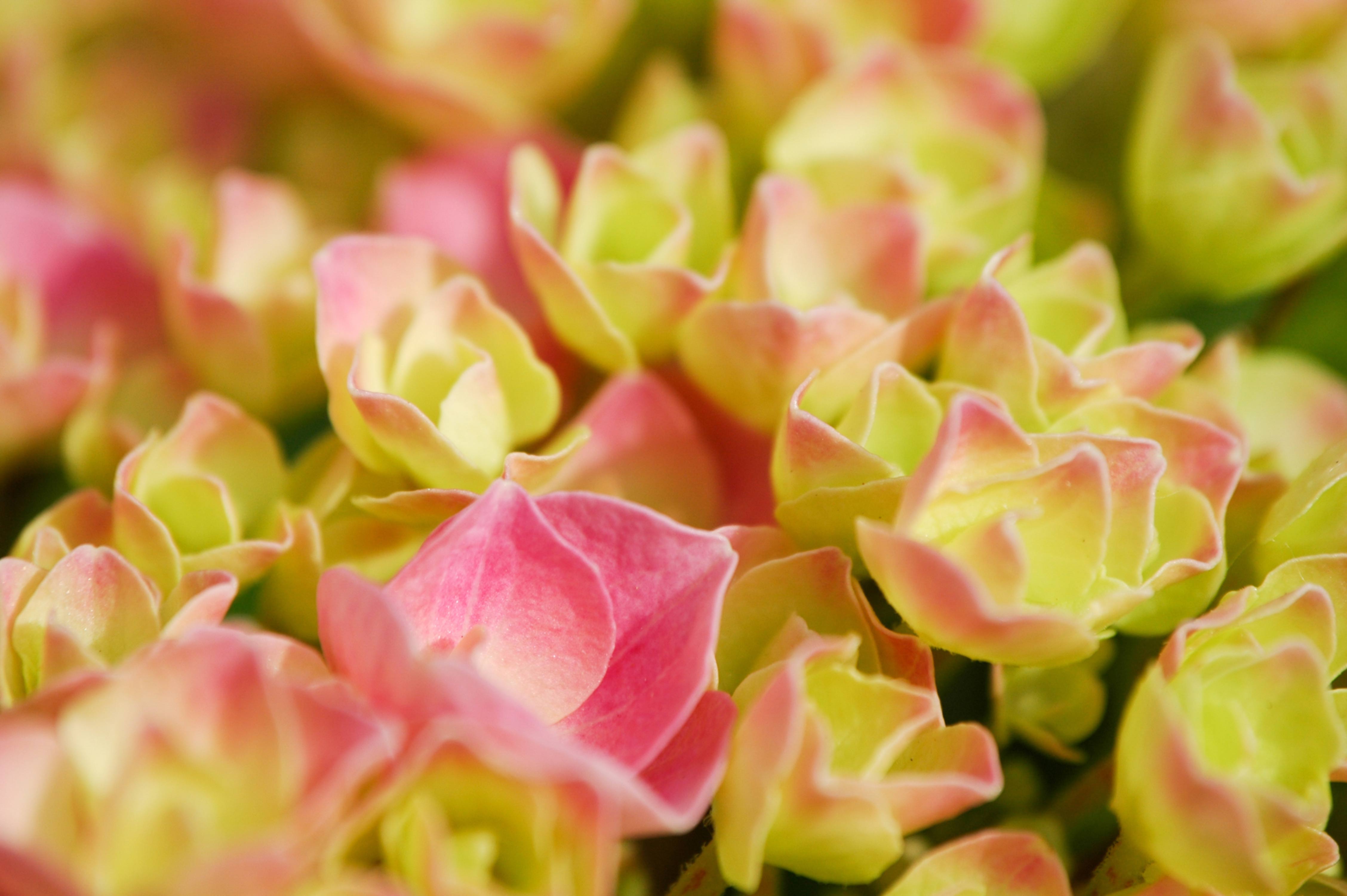 Green pink mini roses close-up