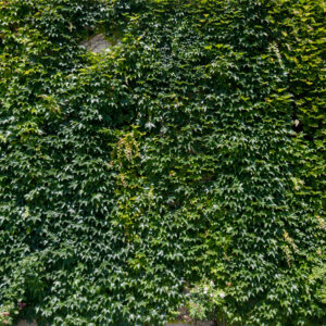 Green wall natural plants covered buildings