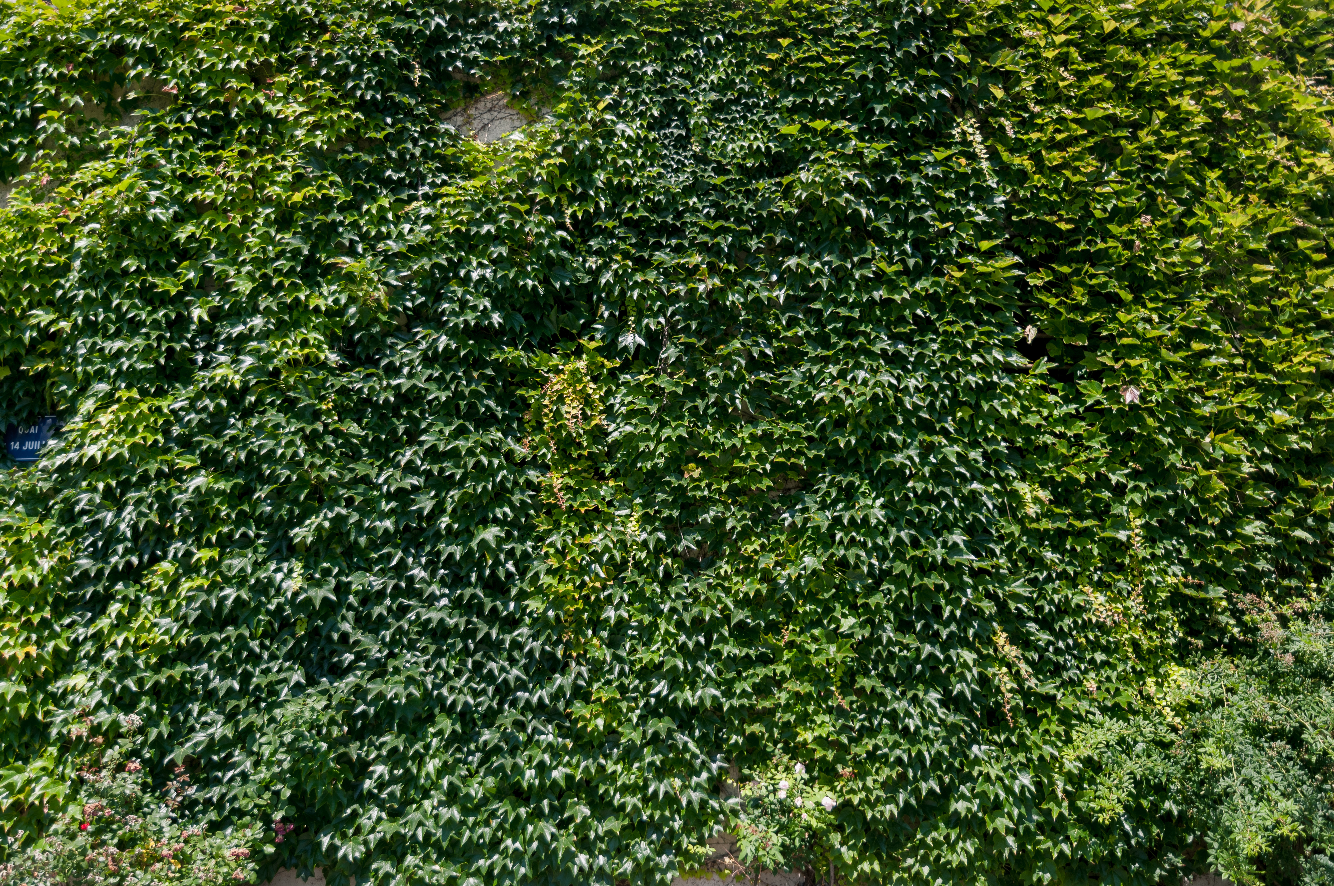 Green wall natural plants covered buildings