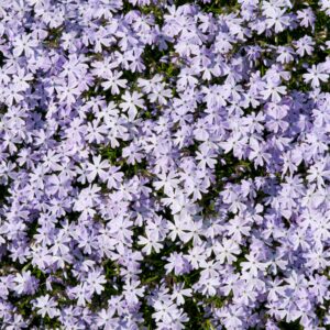 Group of Lila Flowers