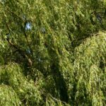 Hanging tree texture