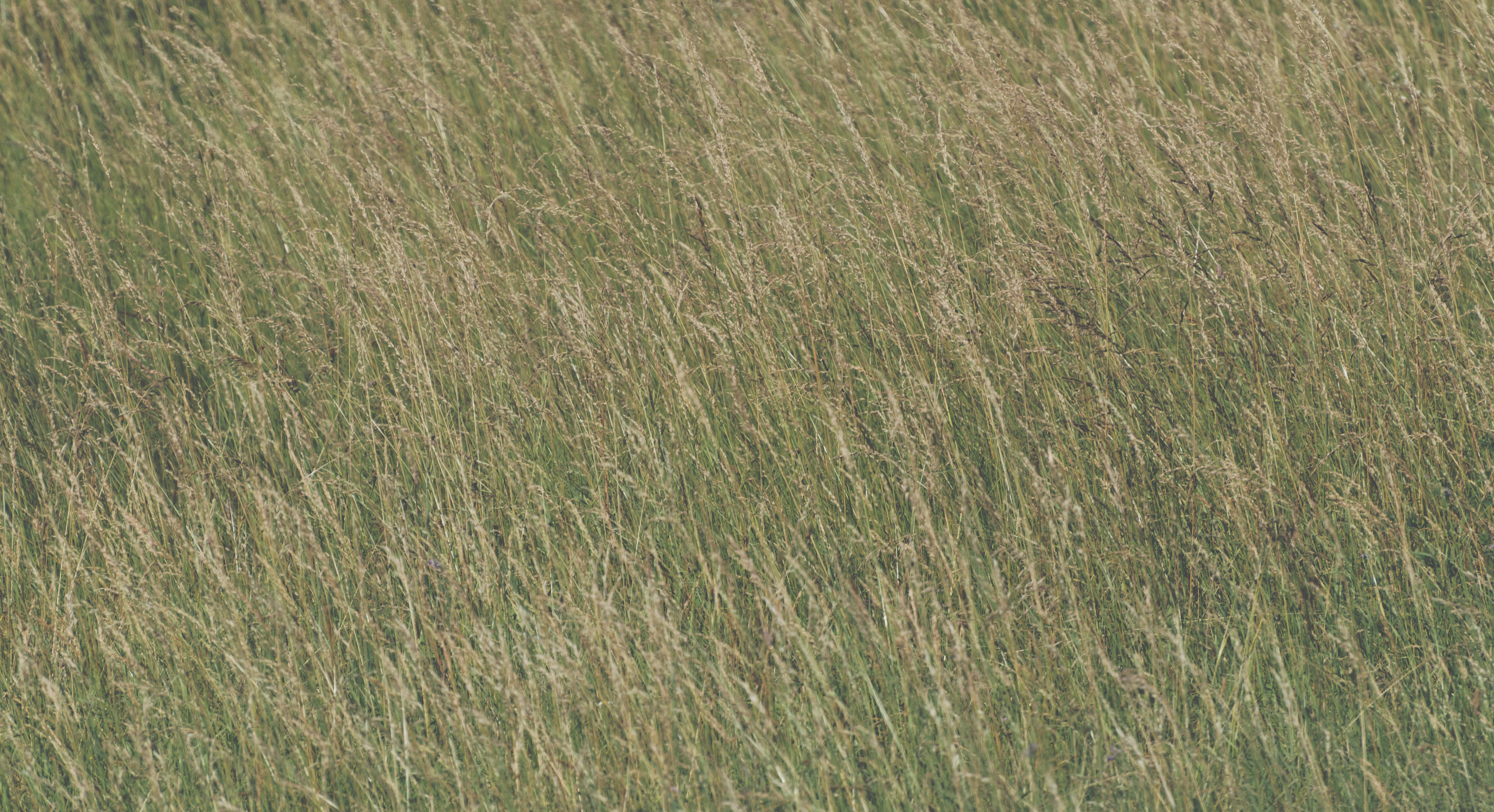 High grass texture background